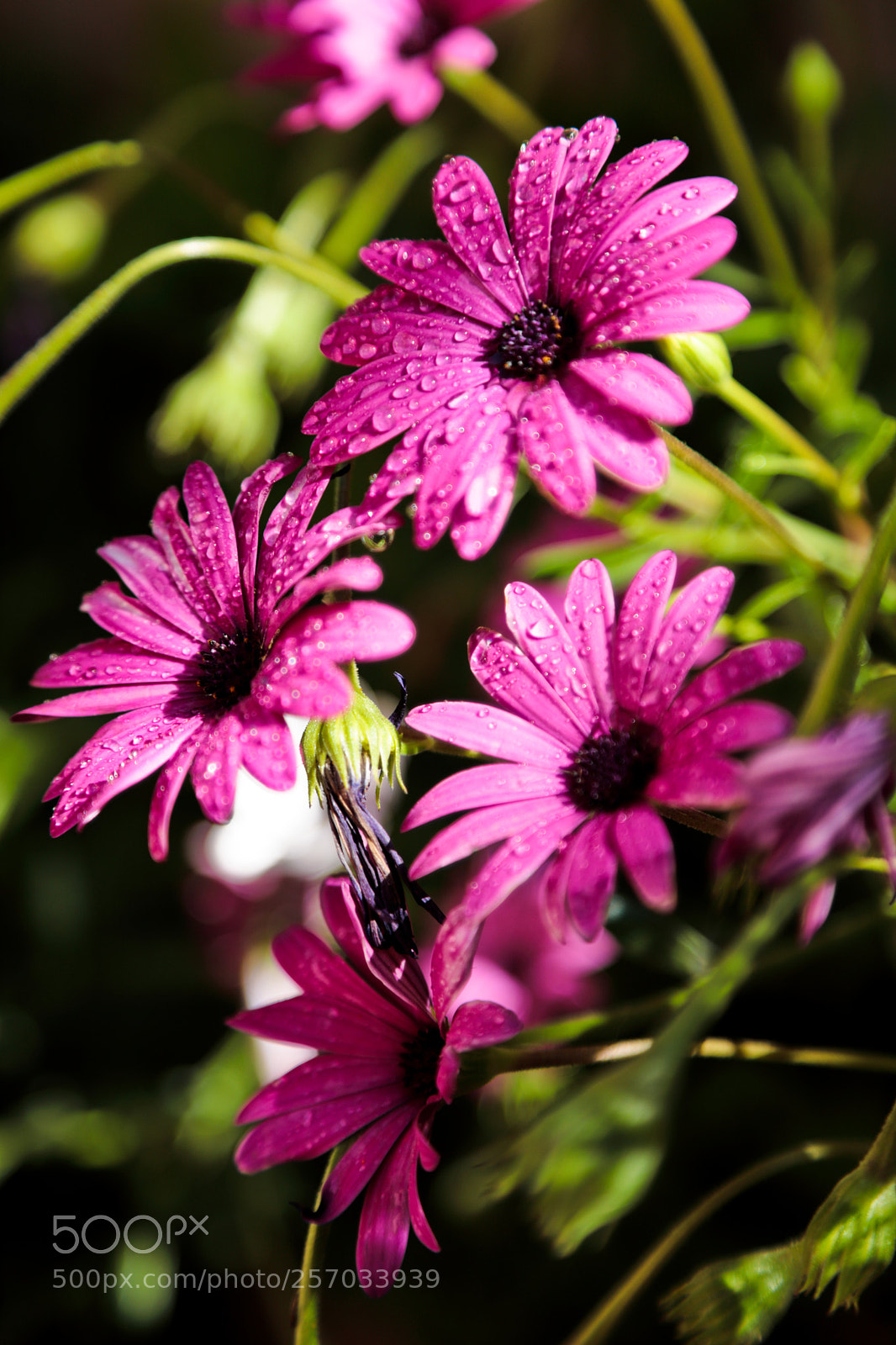 Canon EOS 6D Mark II sample photo. Spring flower photography