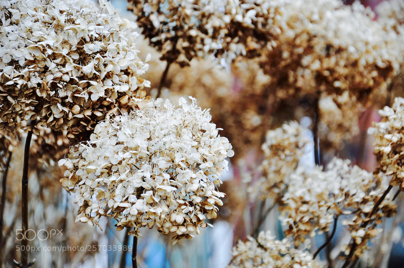 Nikon D90 sample photo. Flower in the winter. photography