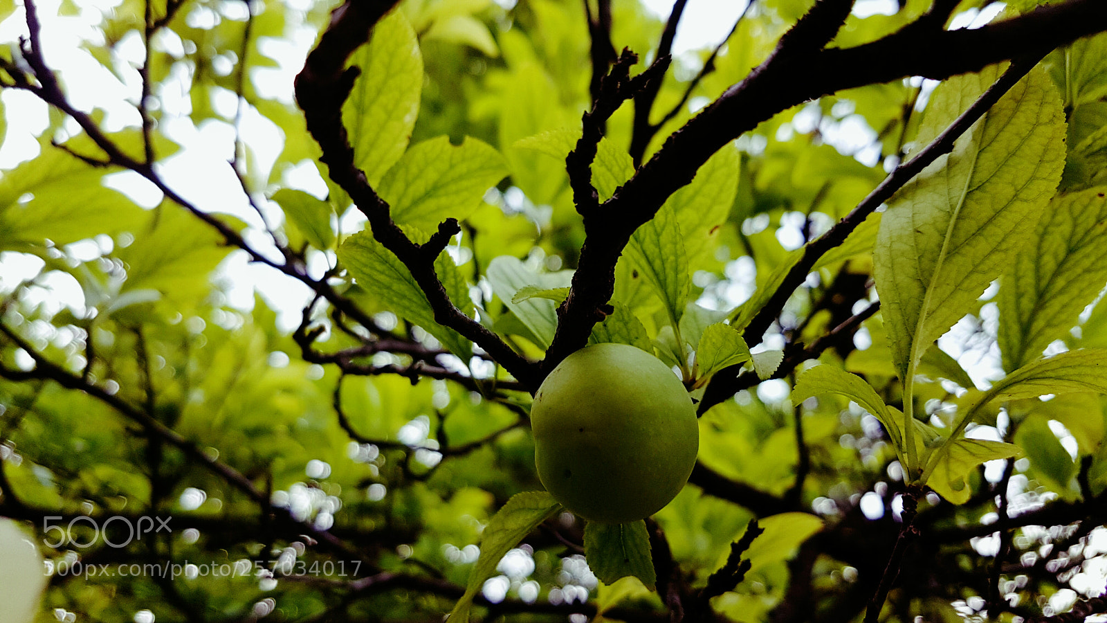 Samsung Galaxy S7 Edge sample photo. Plum.jpg photography