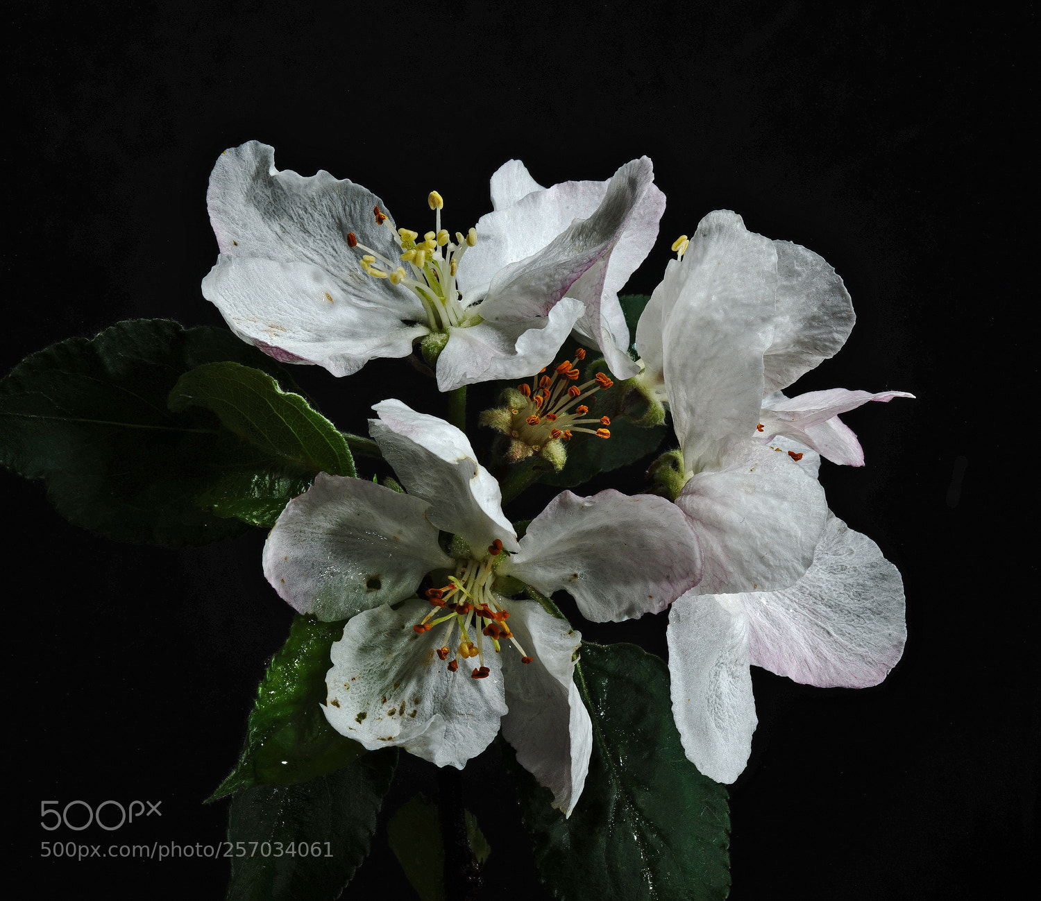 Sony a7R II sample photo. Apple blossom white and photography