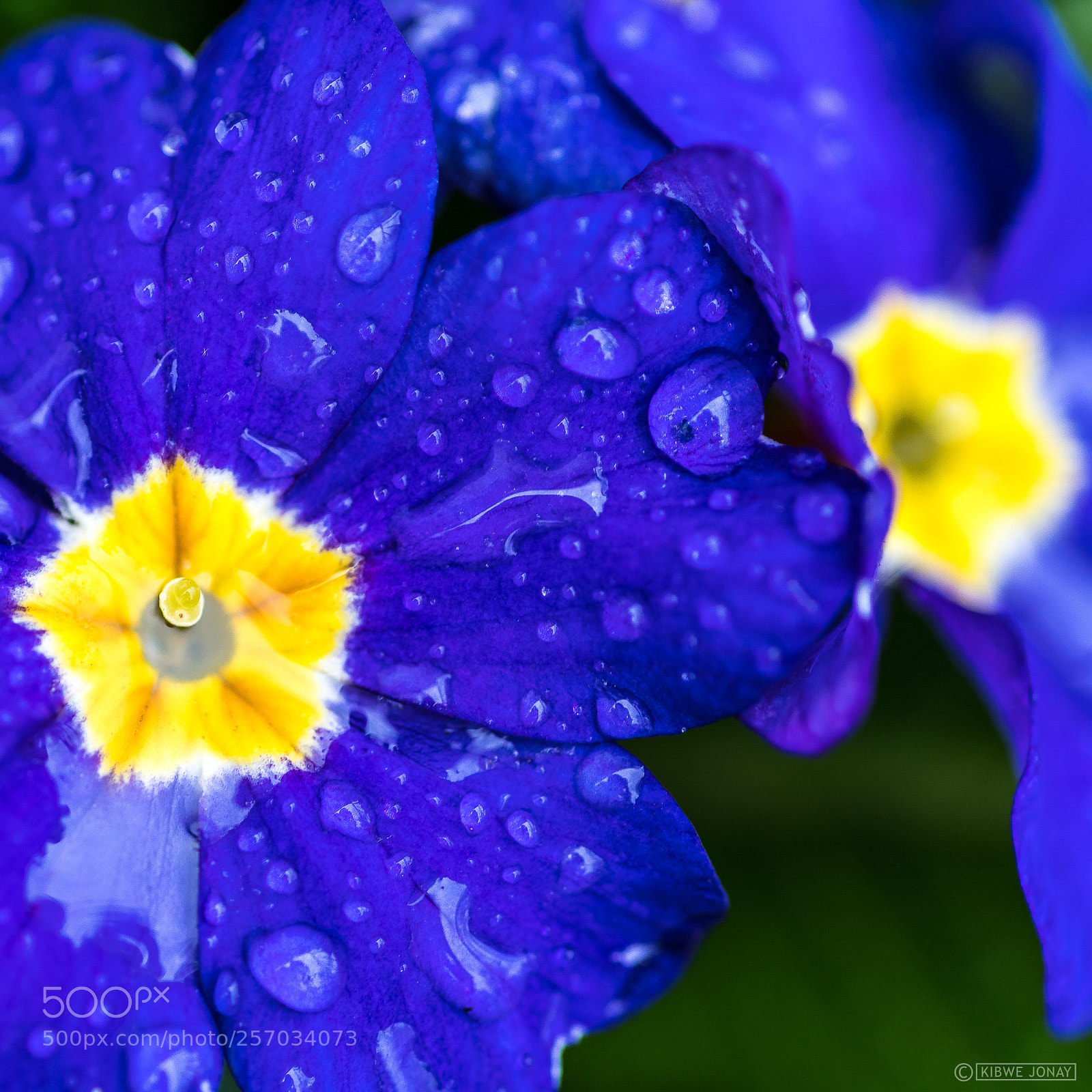 Nikon D850 sample photo. Morning dew photography