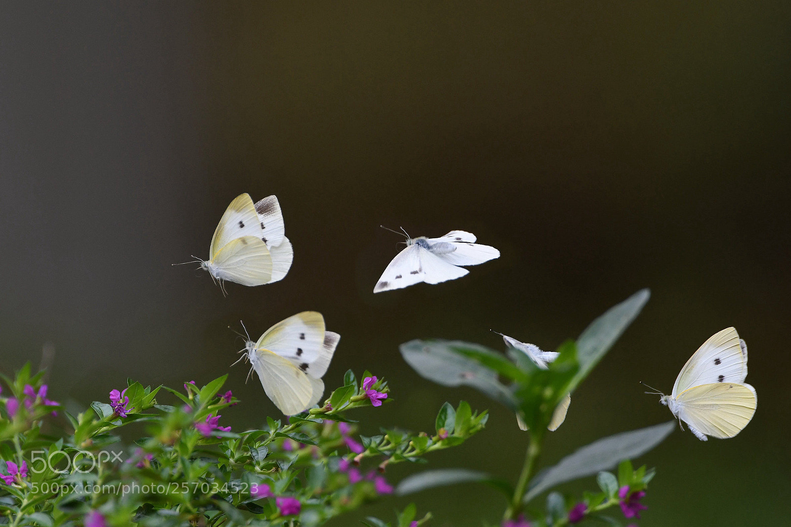 Nikon D500 sample photo. Butterflies  photography