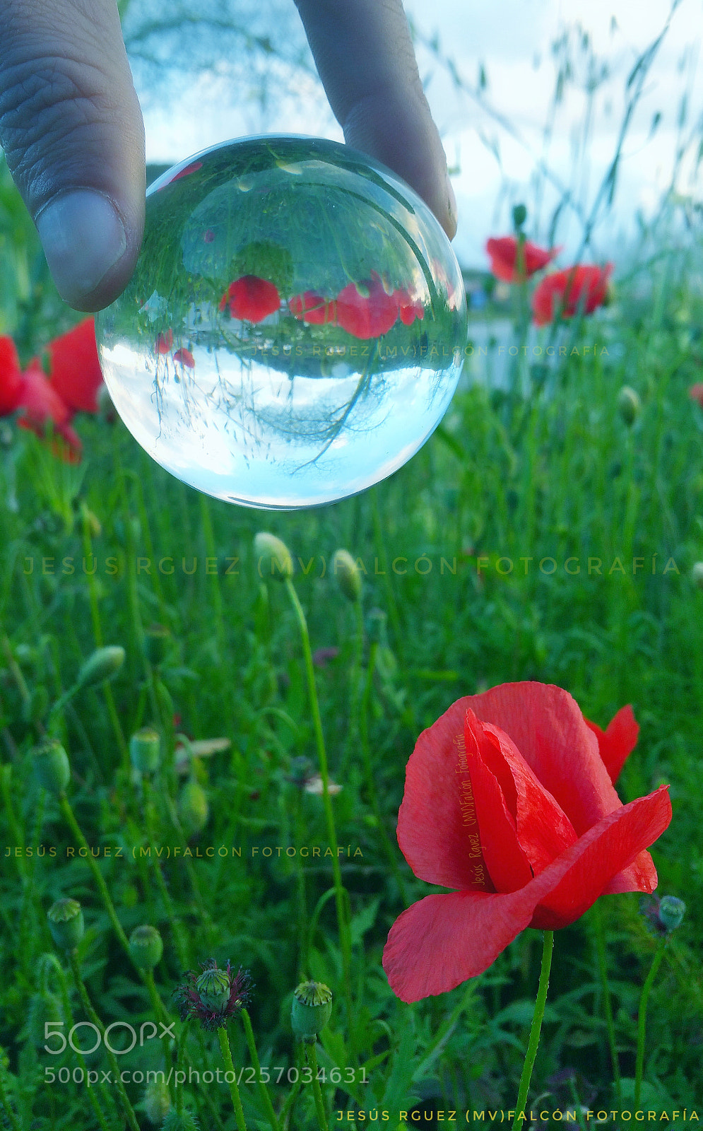 Samsung Galaxy Note4 sample photo. For mom! ? photography