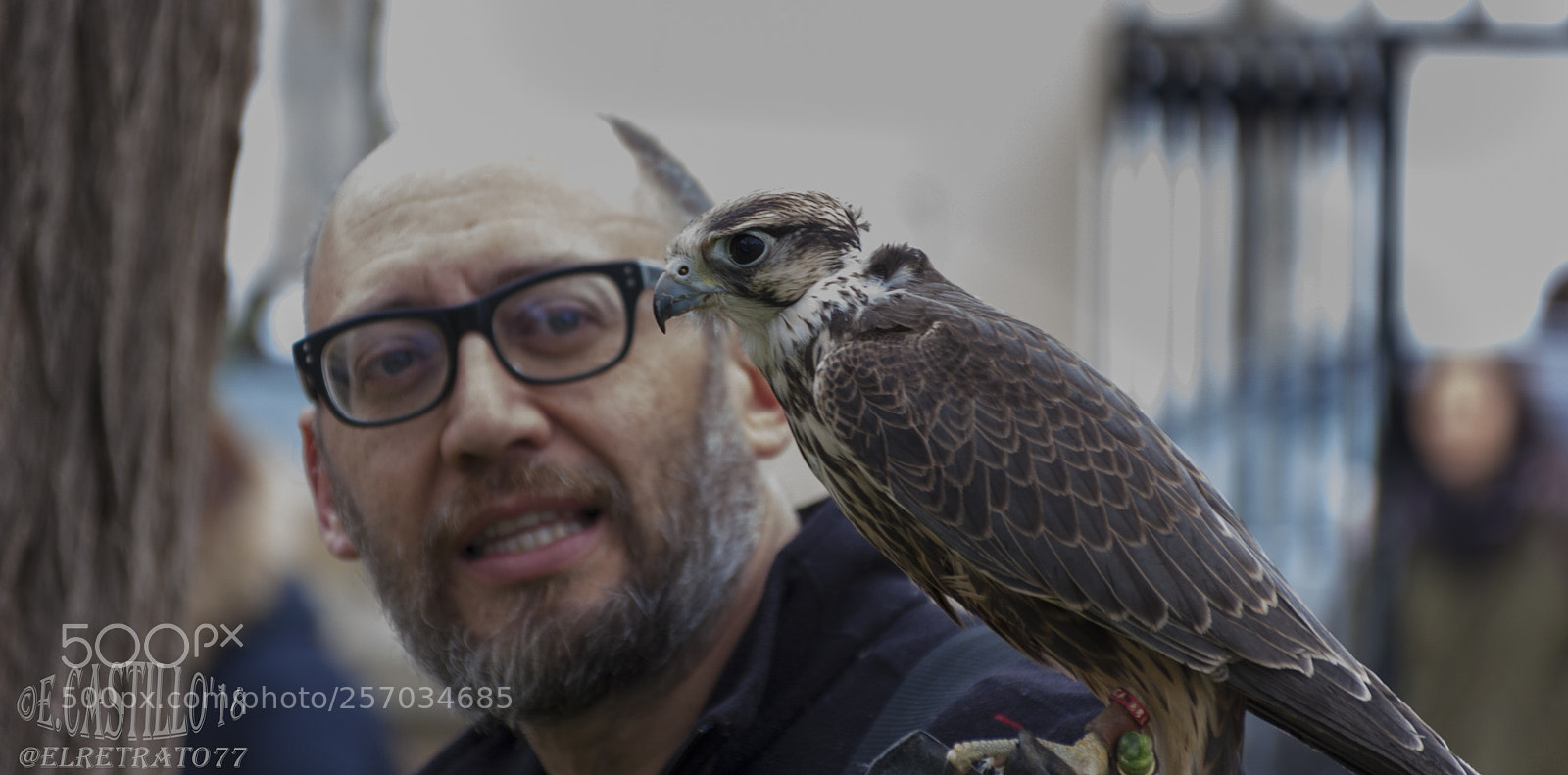 Nikon D40 sample photo. "the falcon" photography