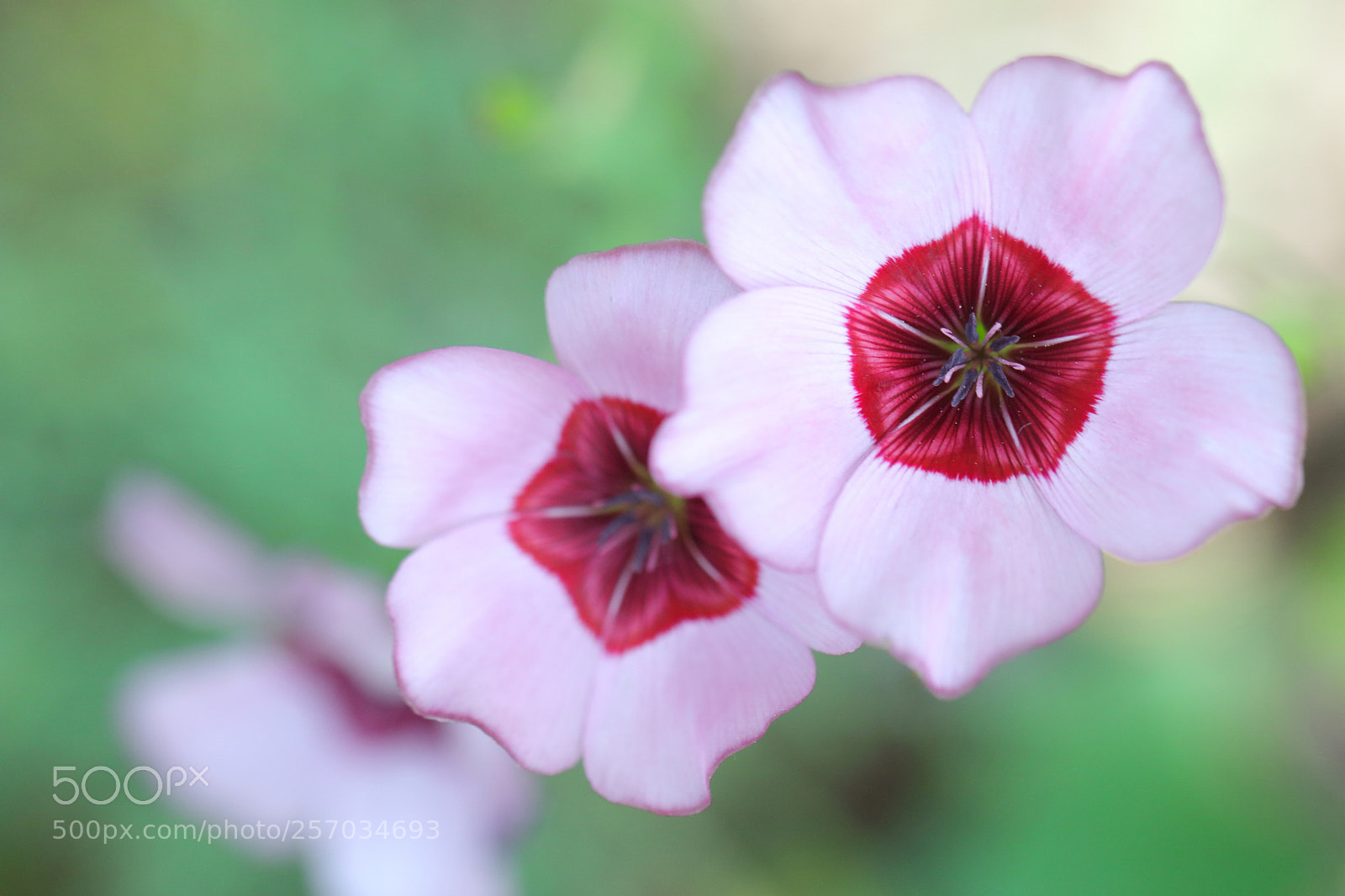 Canon EOS 80D sample photo. Untitled photography