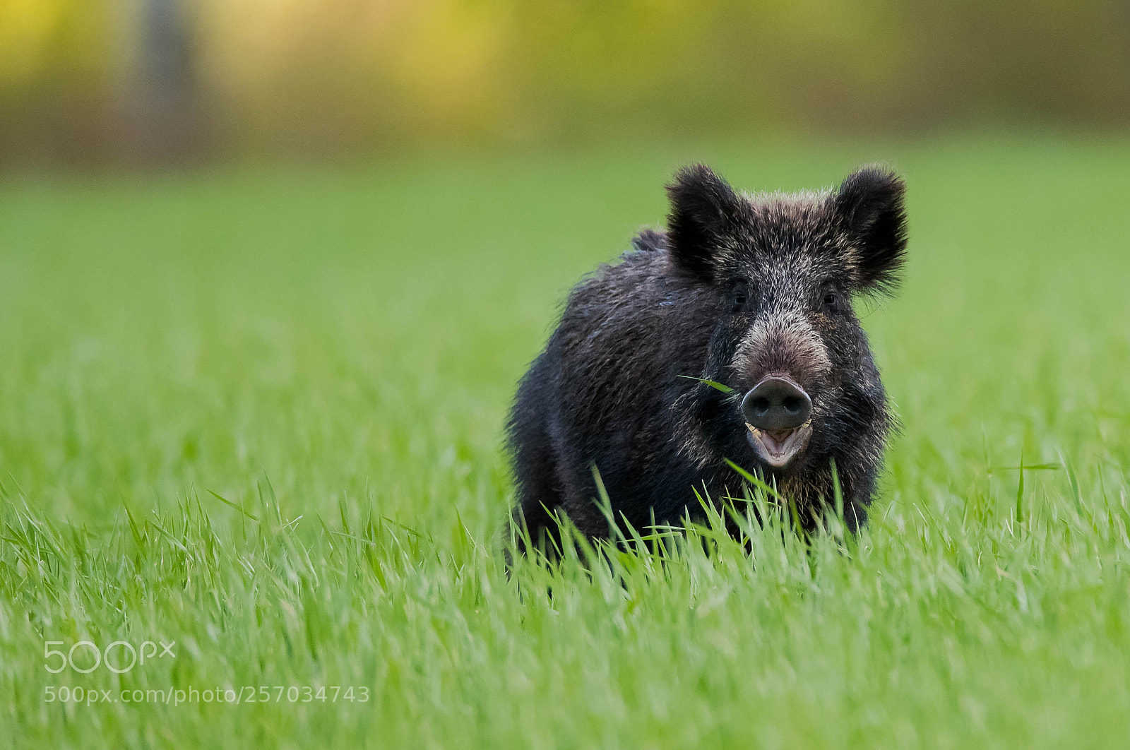 Canon EOS-1D X Mark II sample photo. Sanglier photography