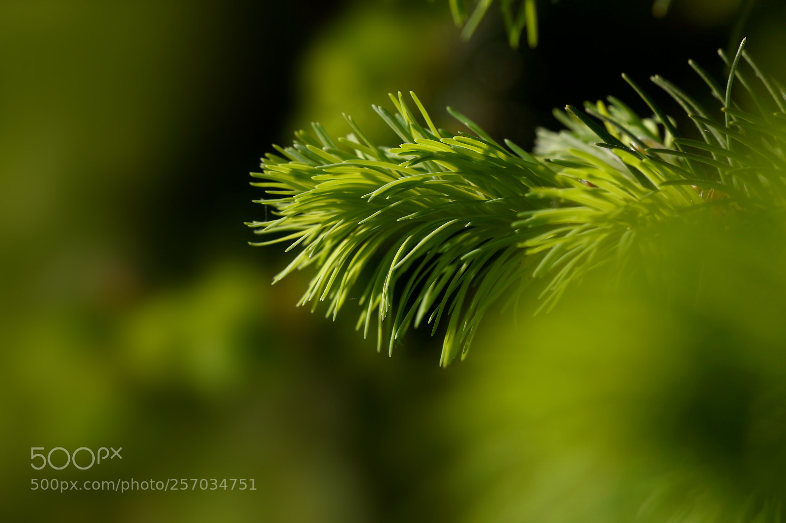 Canon EOS 5DS sample photo. Close up fresh green photography