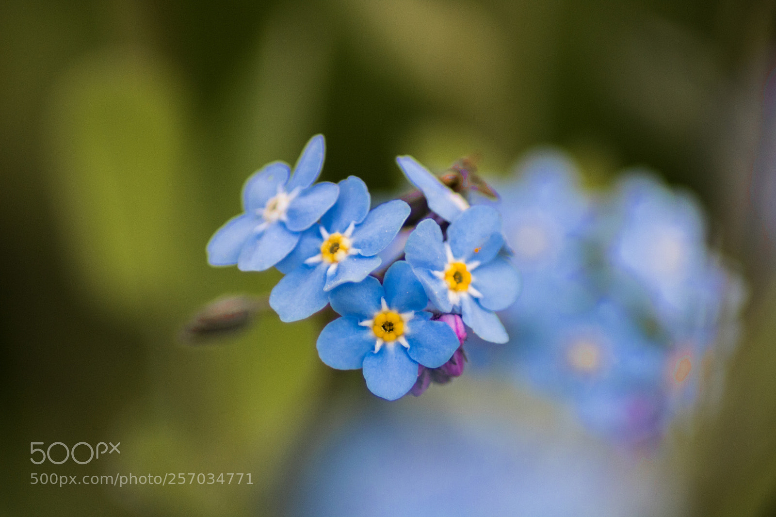 Canon EOS 750D (EOS Rebel T6i / EOS Kiss X8i) sample photo. Blue flowers photography