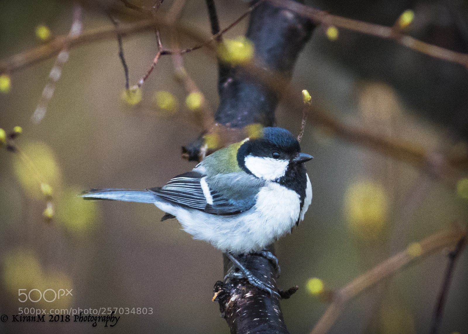 Canon EOS 7D Mark II sample photo. Great tit photography