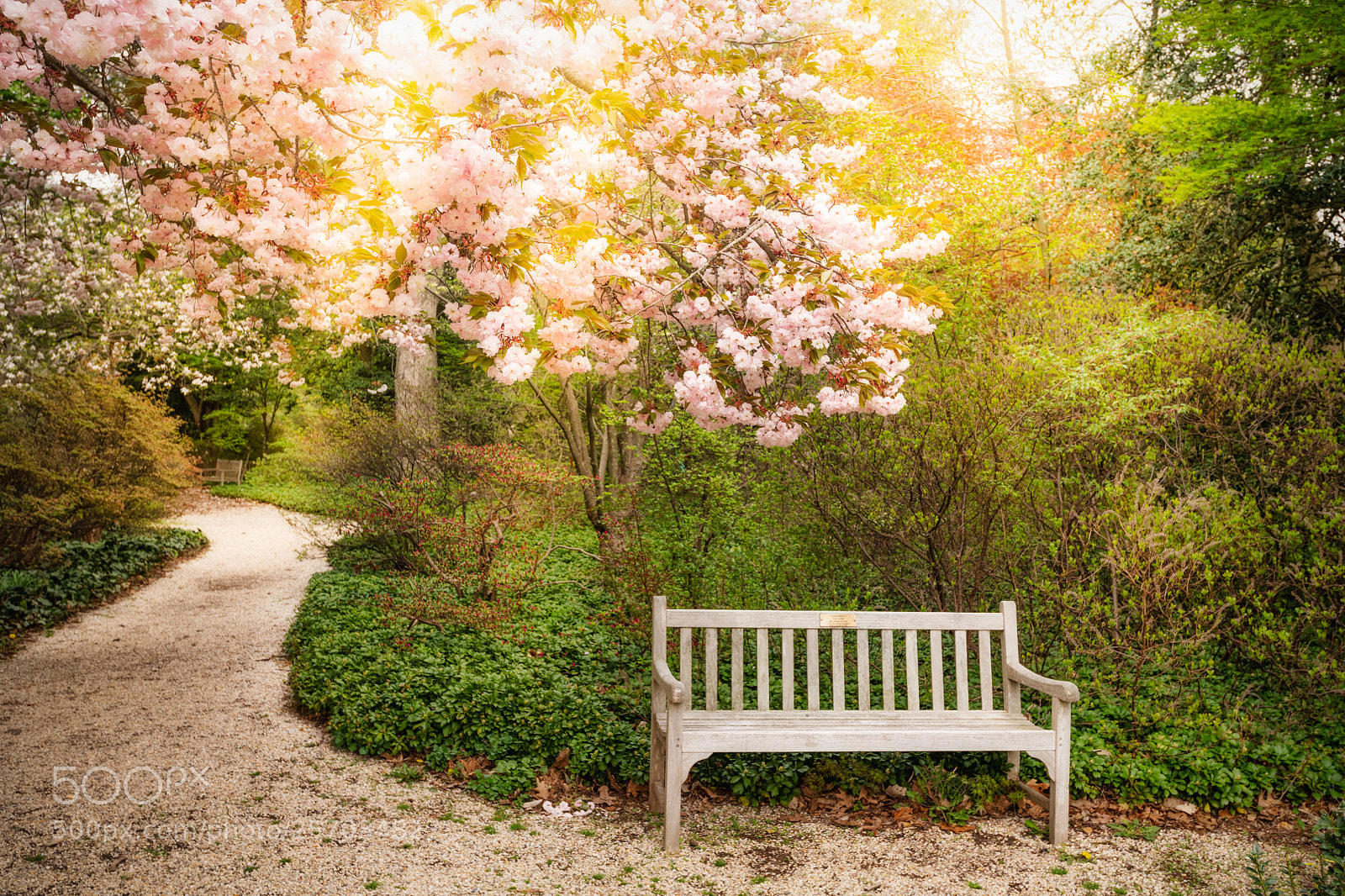 Nikon D850 sample photo. My secret garden photography