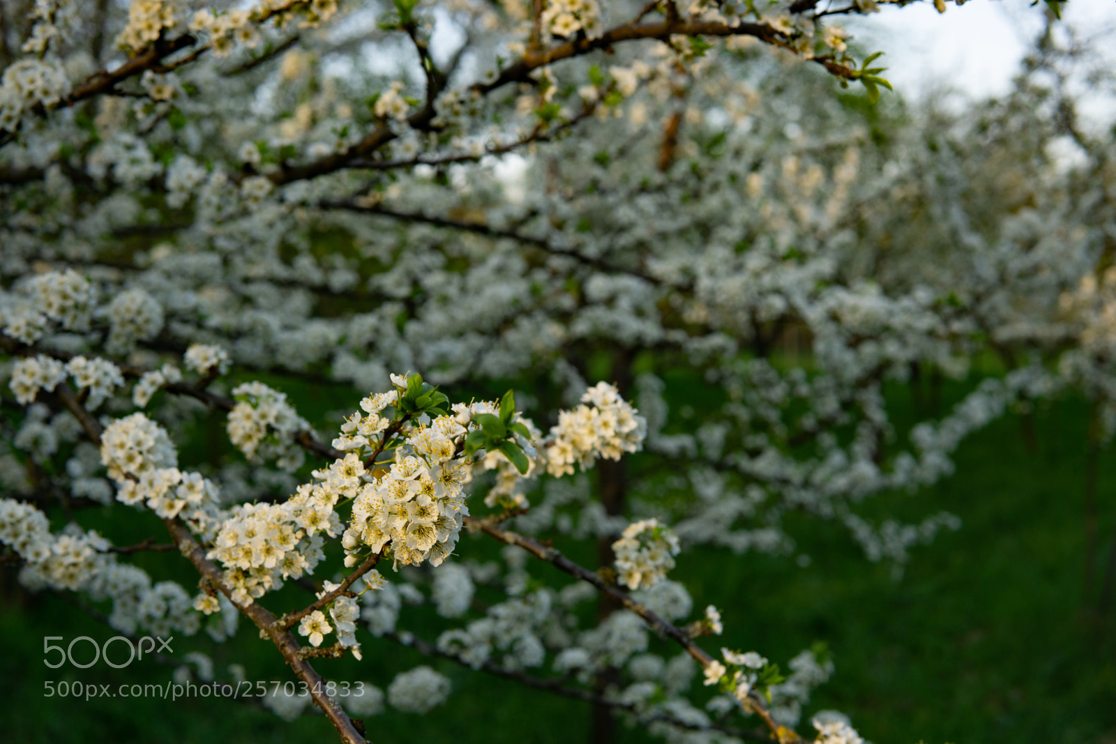 Sony a6000 sample photo. Spring is coming photography