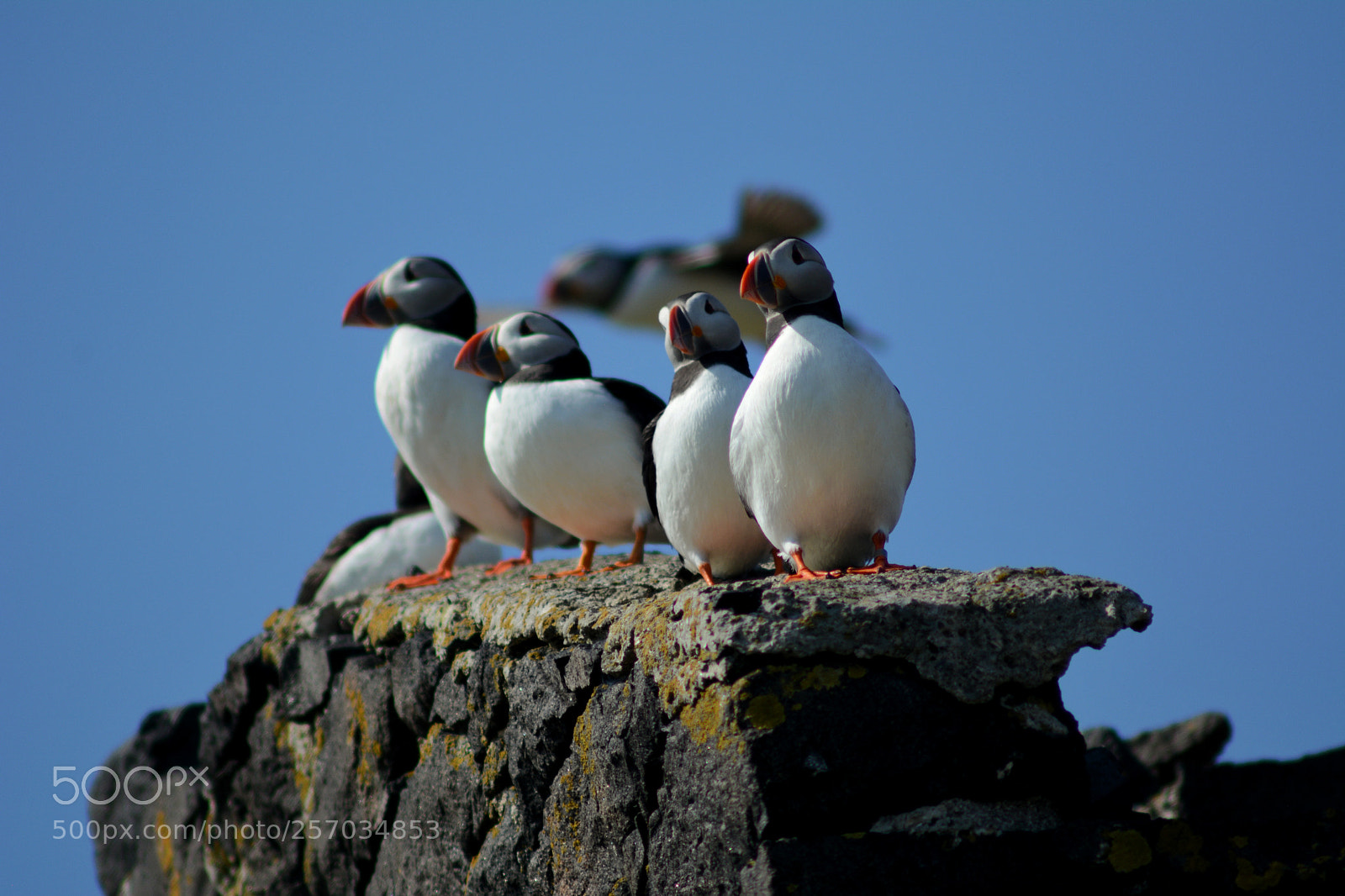 Nikon D7100 sample photo. May isle puffins photography
