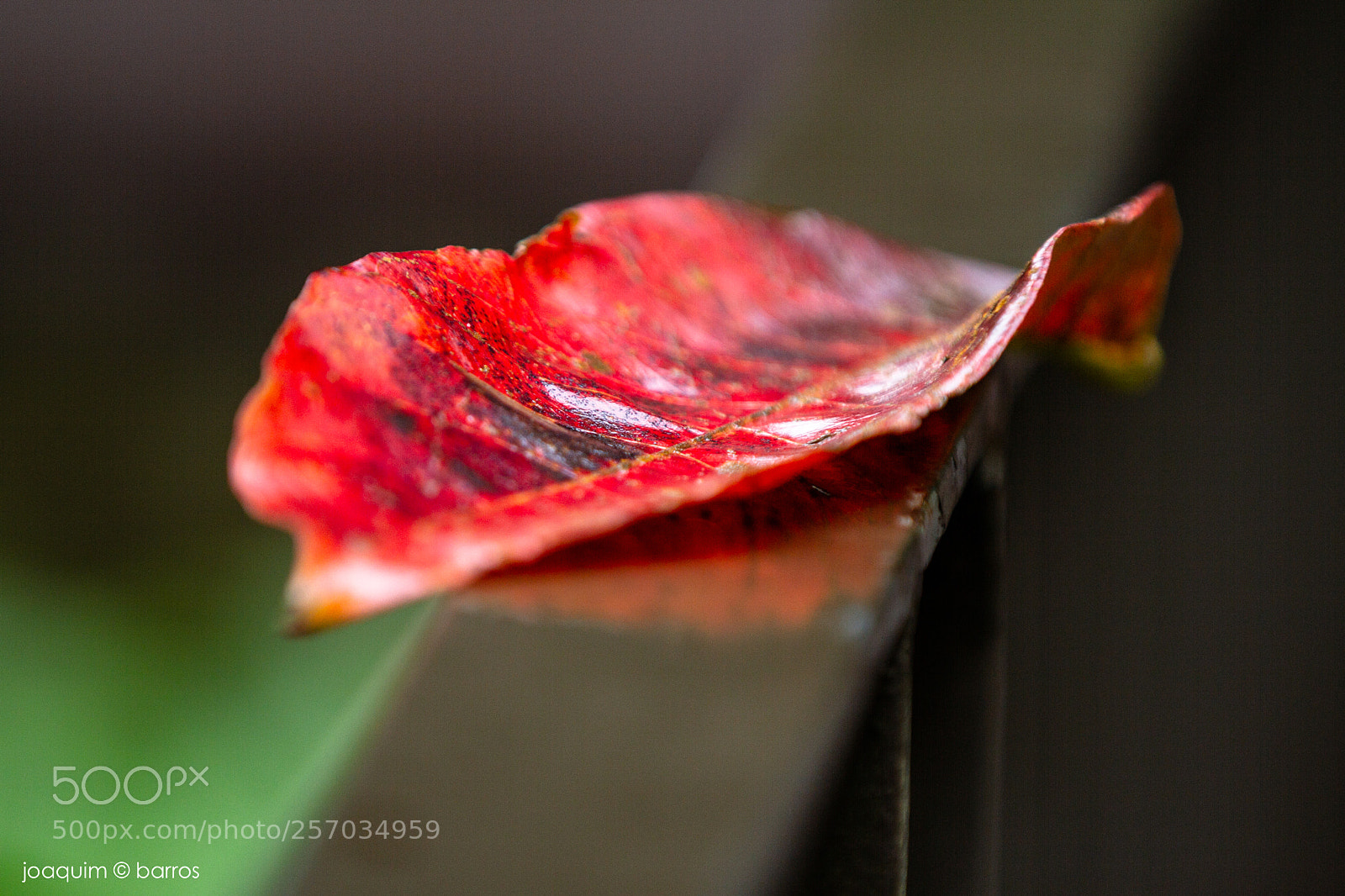 Canon EOS 7D sample photo. Tropical autumn photography