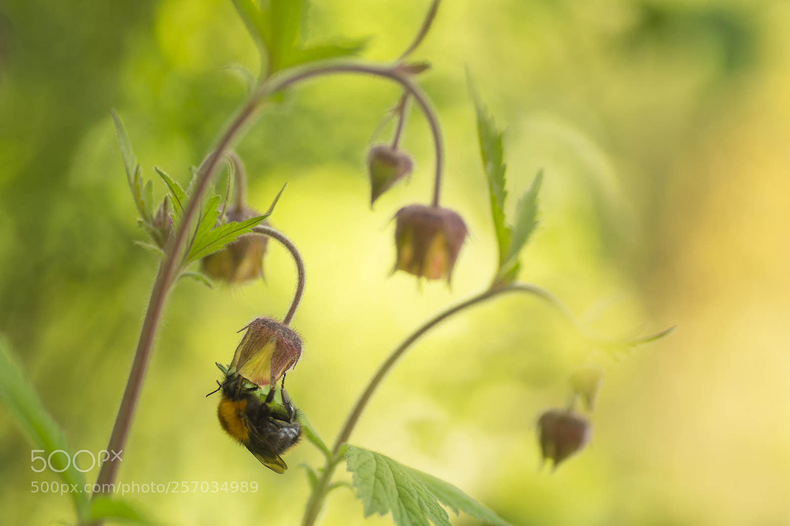 Sony SLT-A58 sample photo. Water avens photography