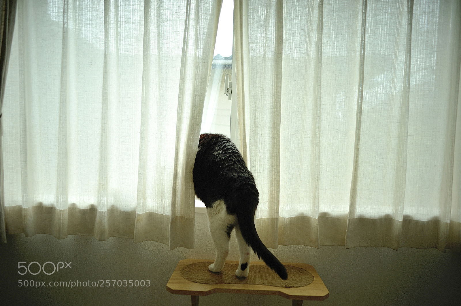 Nikon D700 sample photo. The cat photography