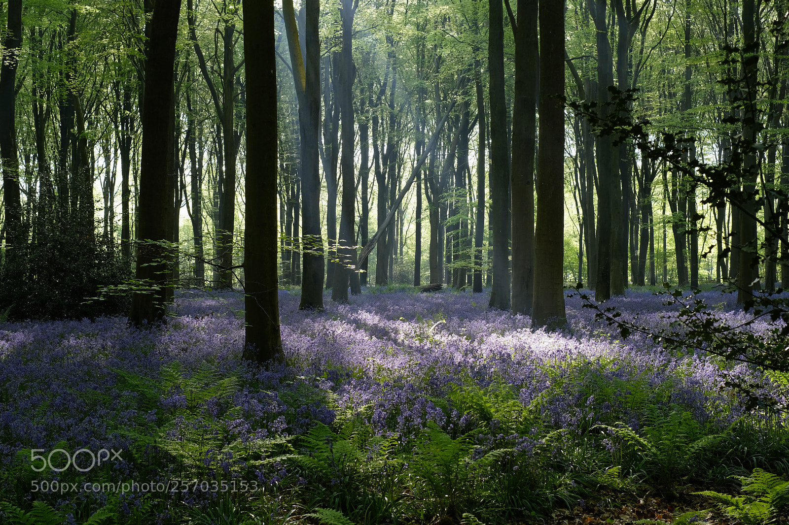 Fujifilm X-Pro2 sample photo. Bluebells photography