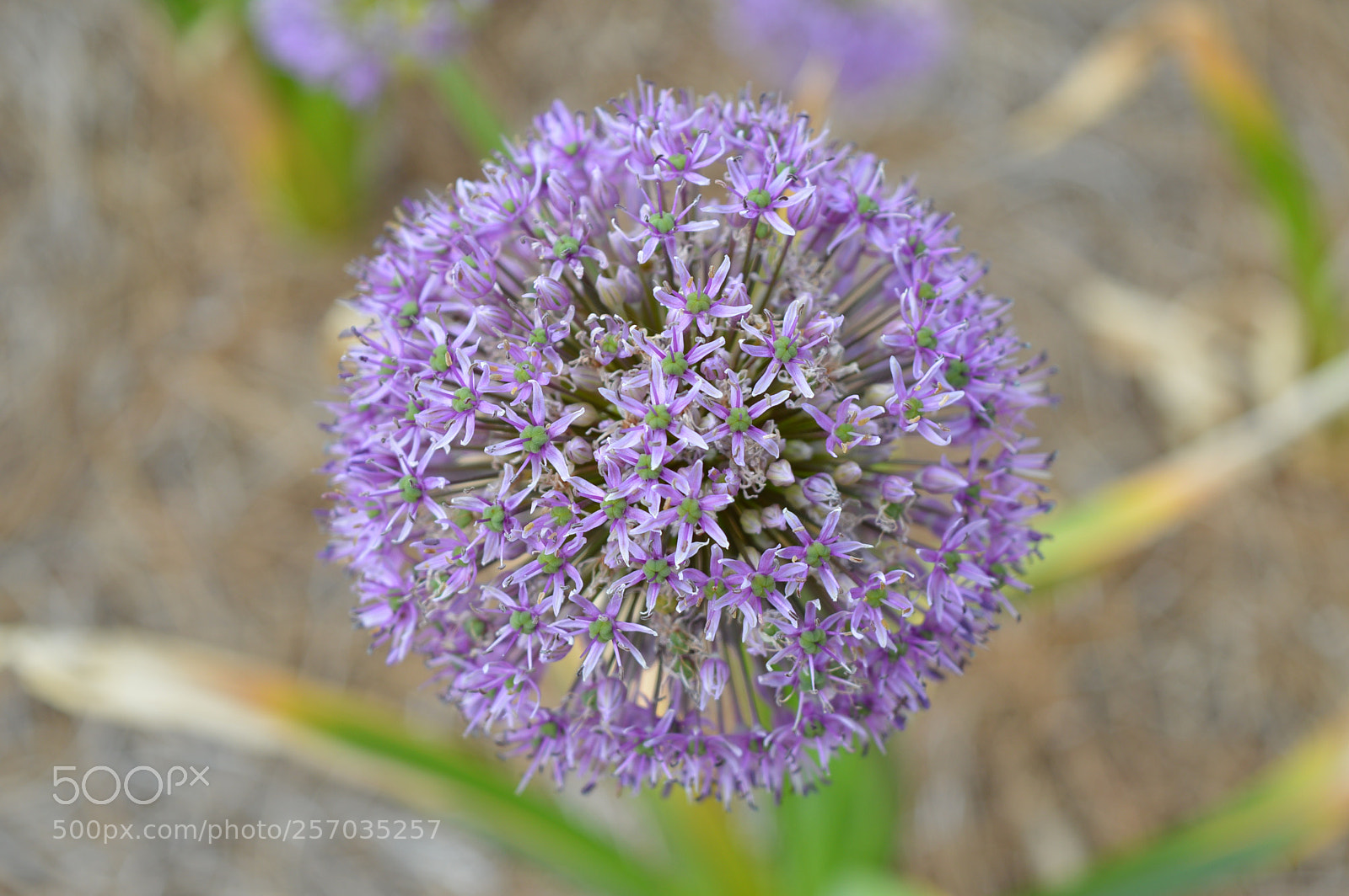 Nikon D3200 sample photo. Purple rain photography
