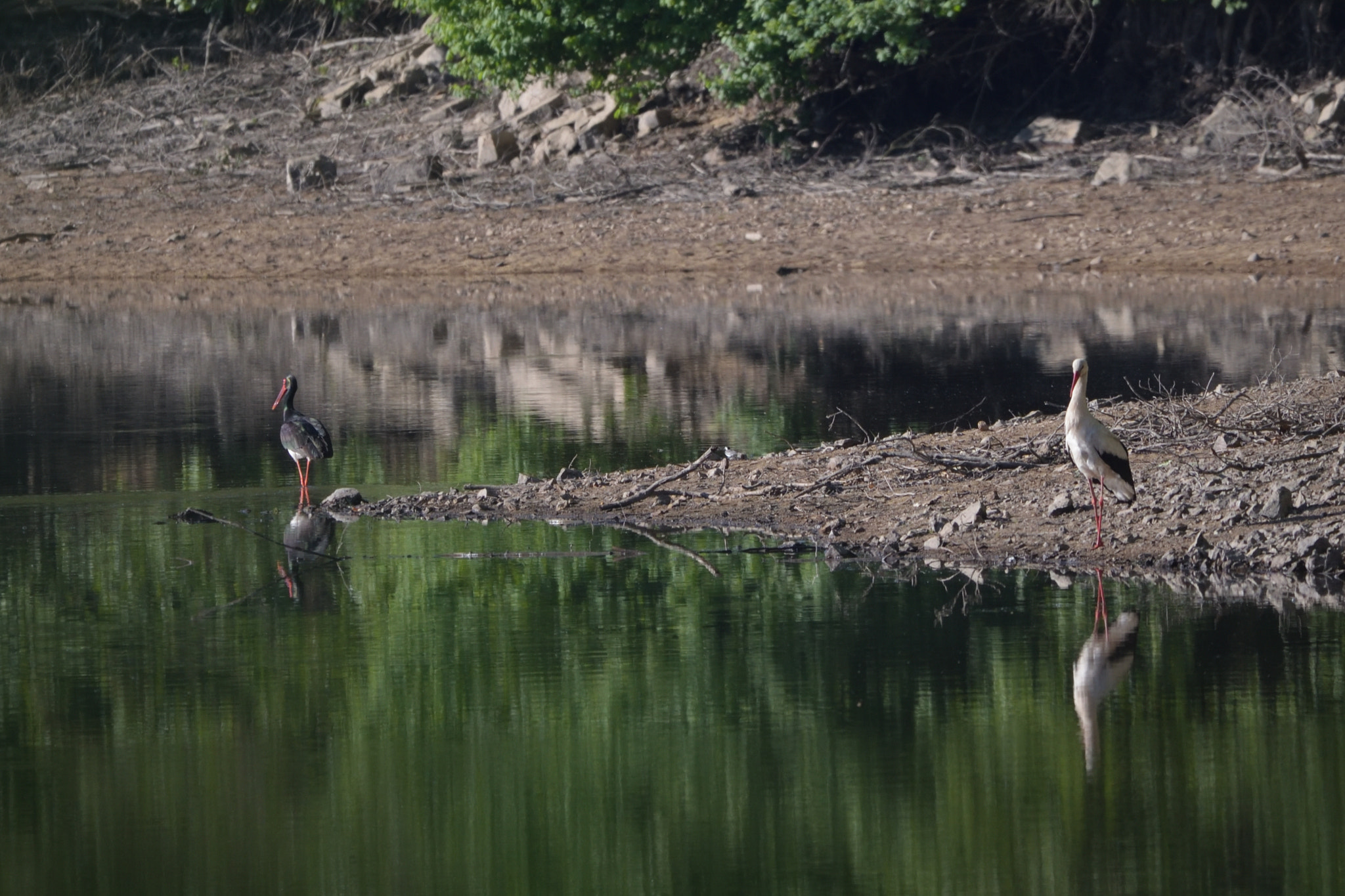 Nikon D750 + Sigma 150-600mm F5-6.3 DG OS HSM | C sample photo. Black stork and white stork photography