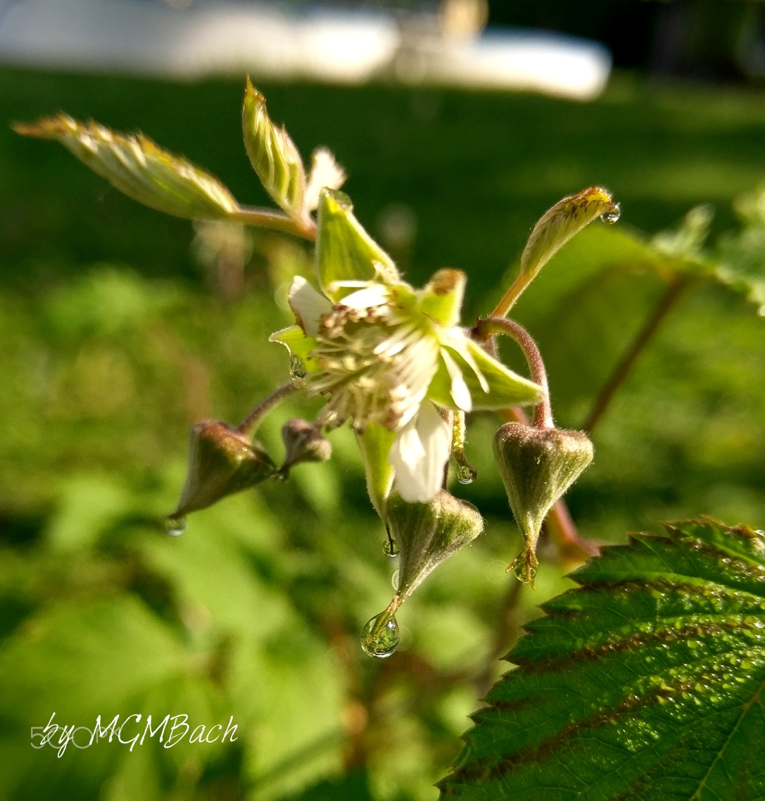 HTC 10 sample photo. Rasberry in the morning photography