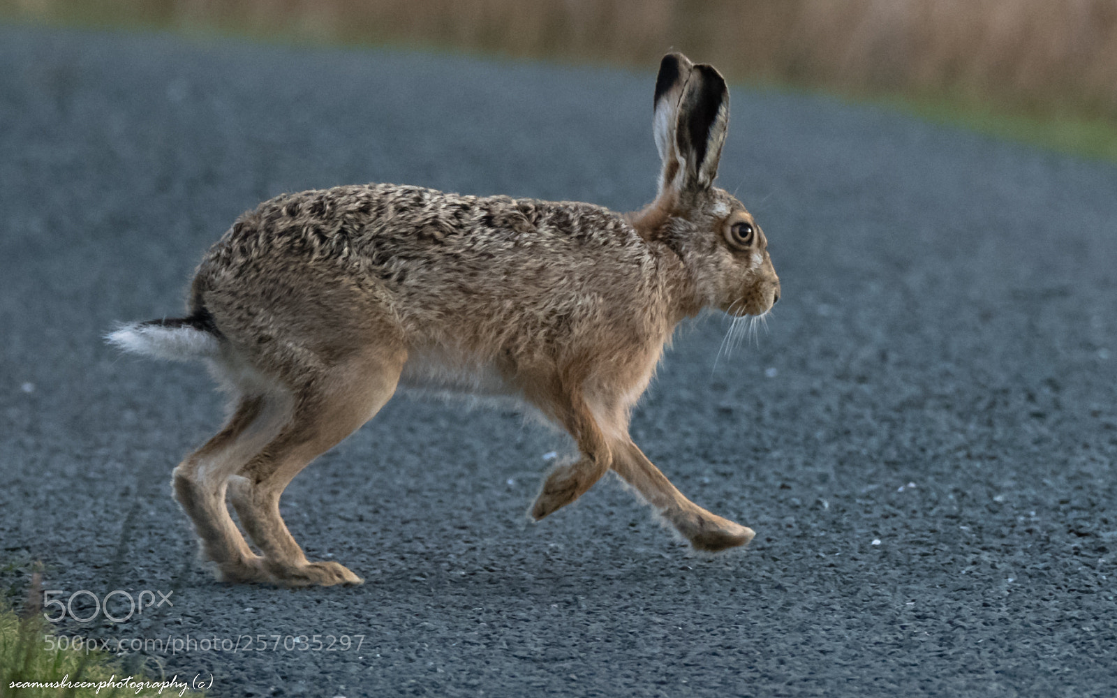 Nikon D850 sample photo. Why did the hare photography