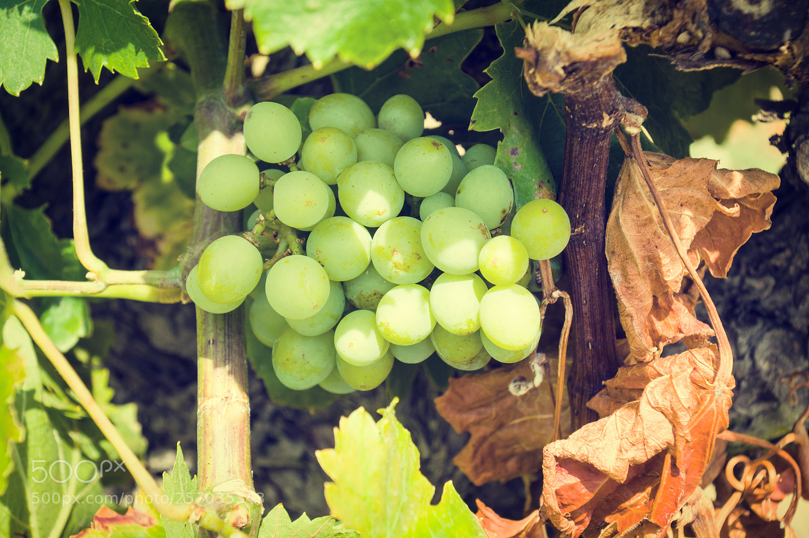Sony SLT-A57 sample photo. Vineyard photography