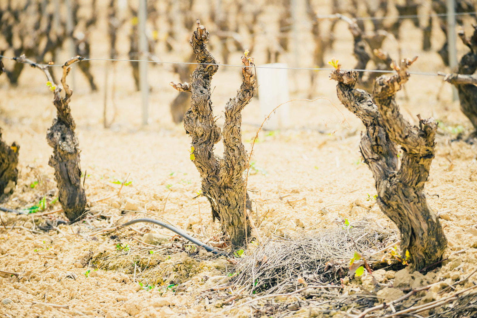 Sony a7 II sample photo. Vineyard strains in la photography