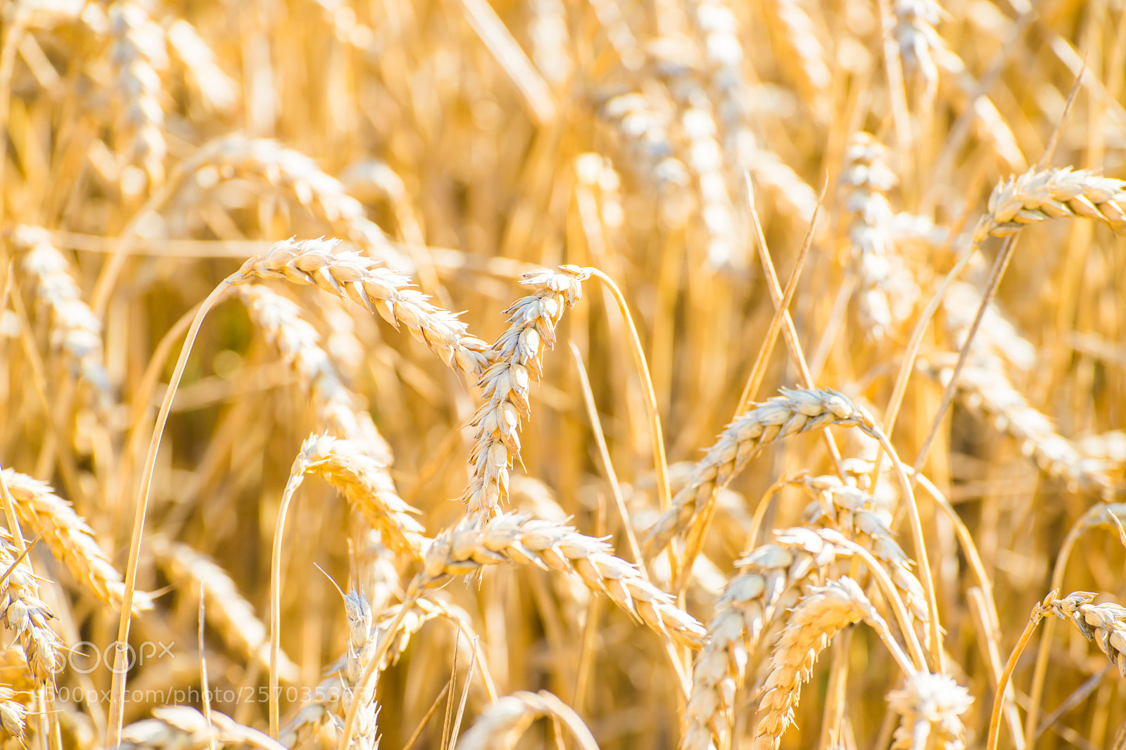 Sony a7 II sample photo. Wheat field in la photography