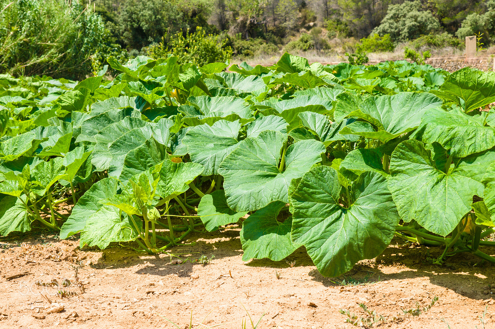 Sony SLT-A57 sample photo. Pumpkin plant photography