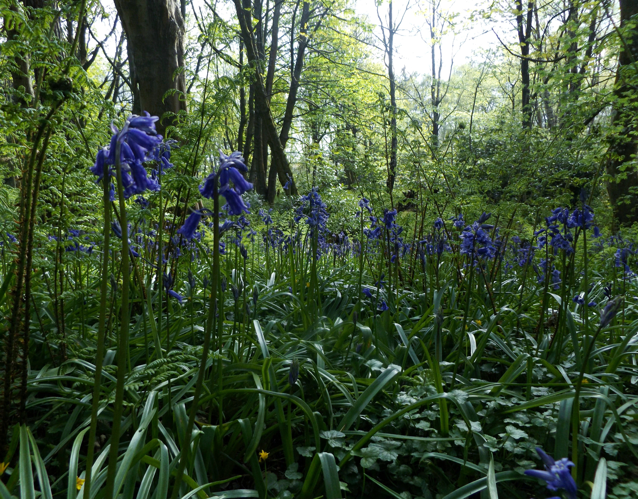 Fujifilm FinePix S8600 sample photo. In the bluebells, under the trees. photography
