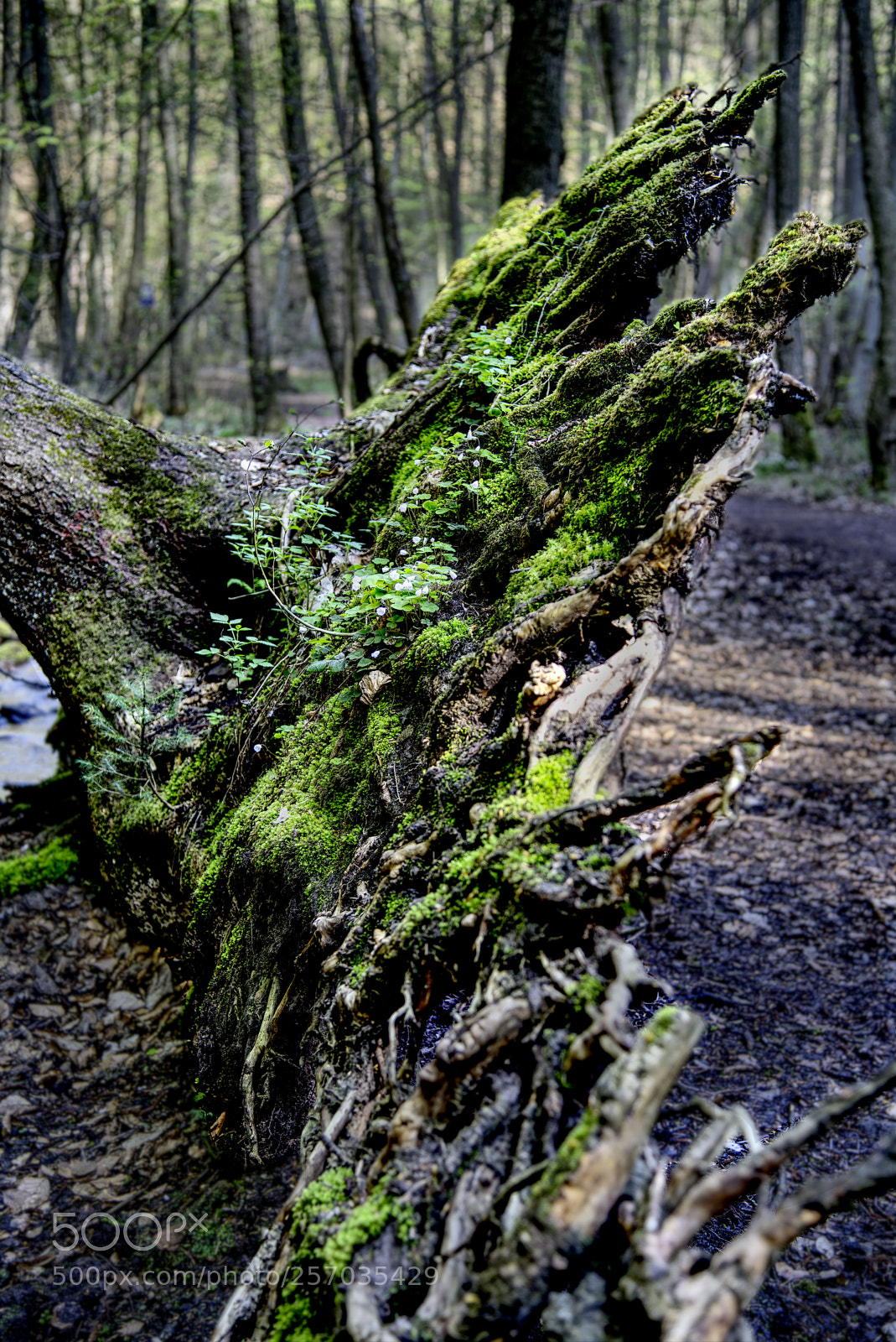 Nikon D750 sample photo. Tree29 photography