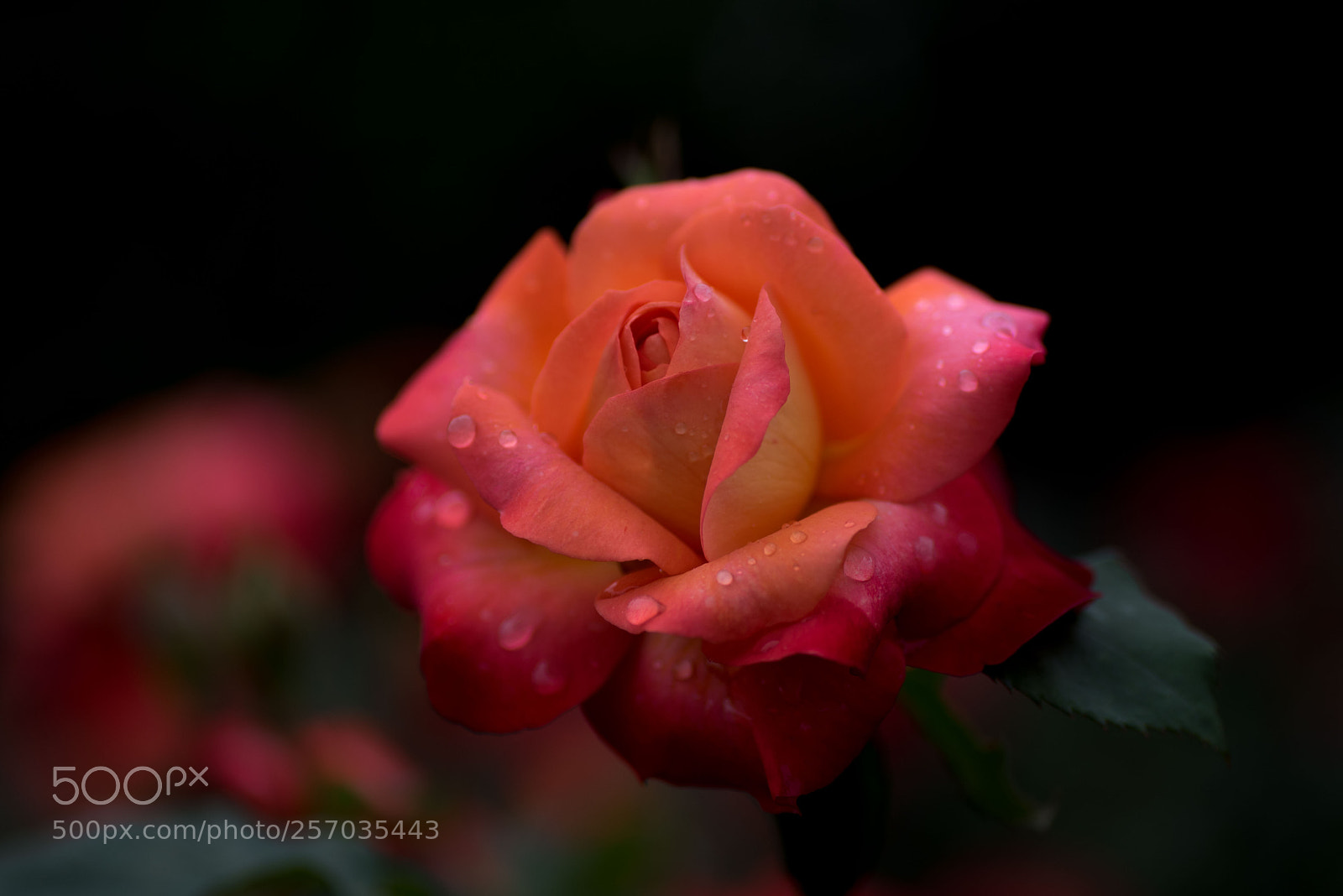 Nikon D750 sample photo. Raindrops on rose photography