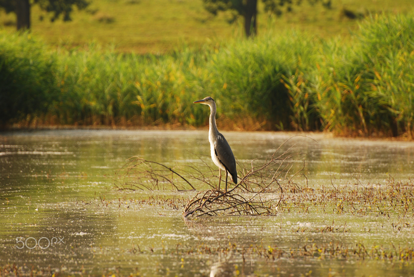 Nikon D80 sample photo. Wild and free photography