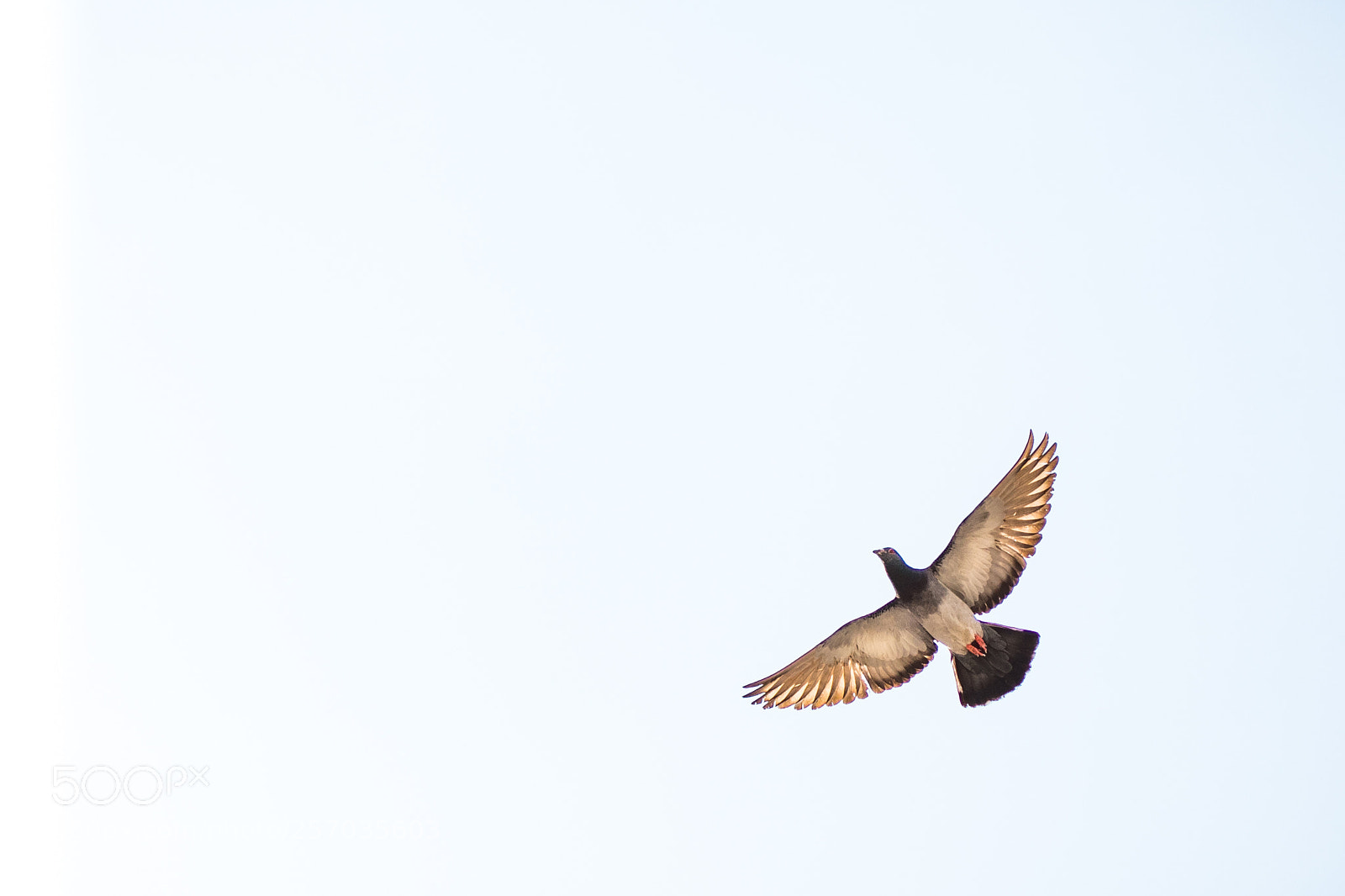Nikon D500 sample photo. Freedom! photography