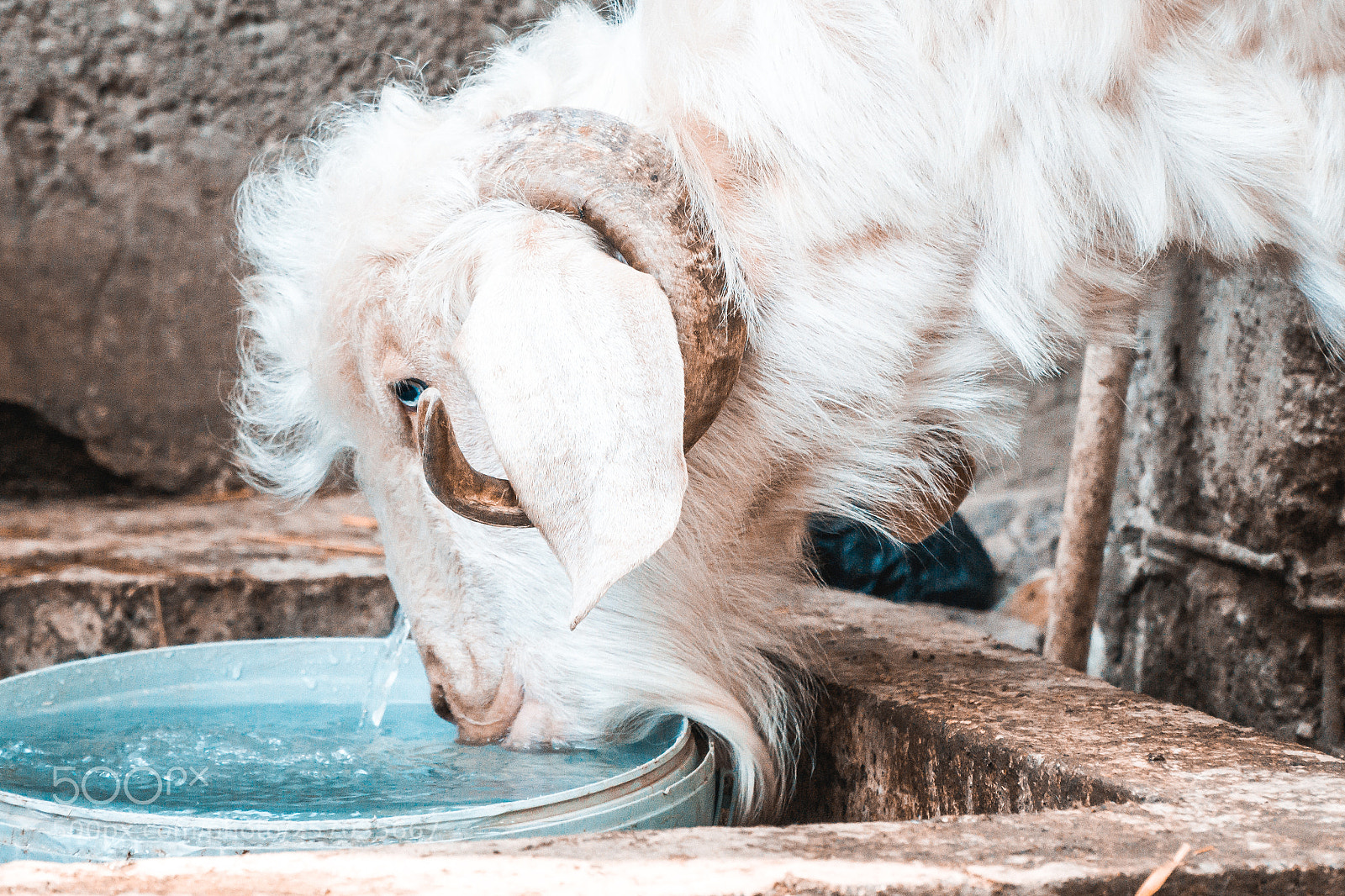 Sony a6000 sample photo. Keçi - goat photography
