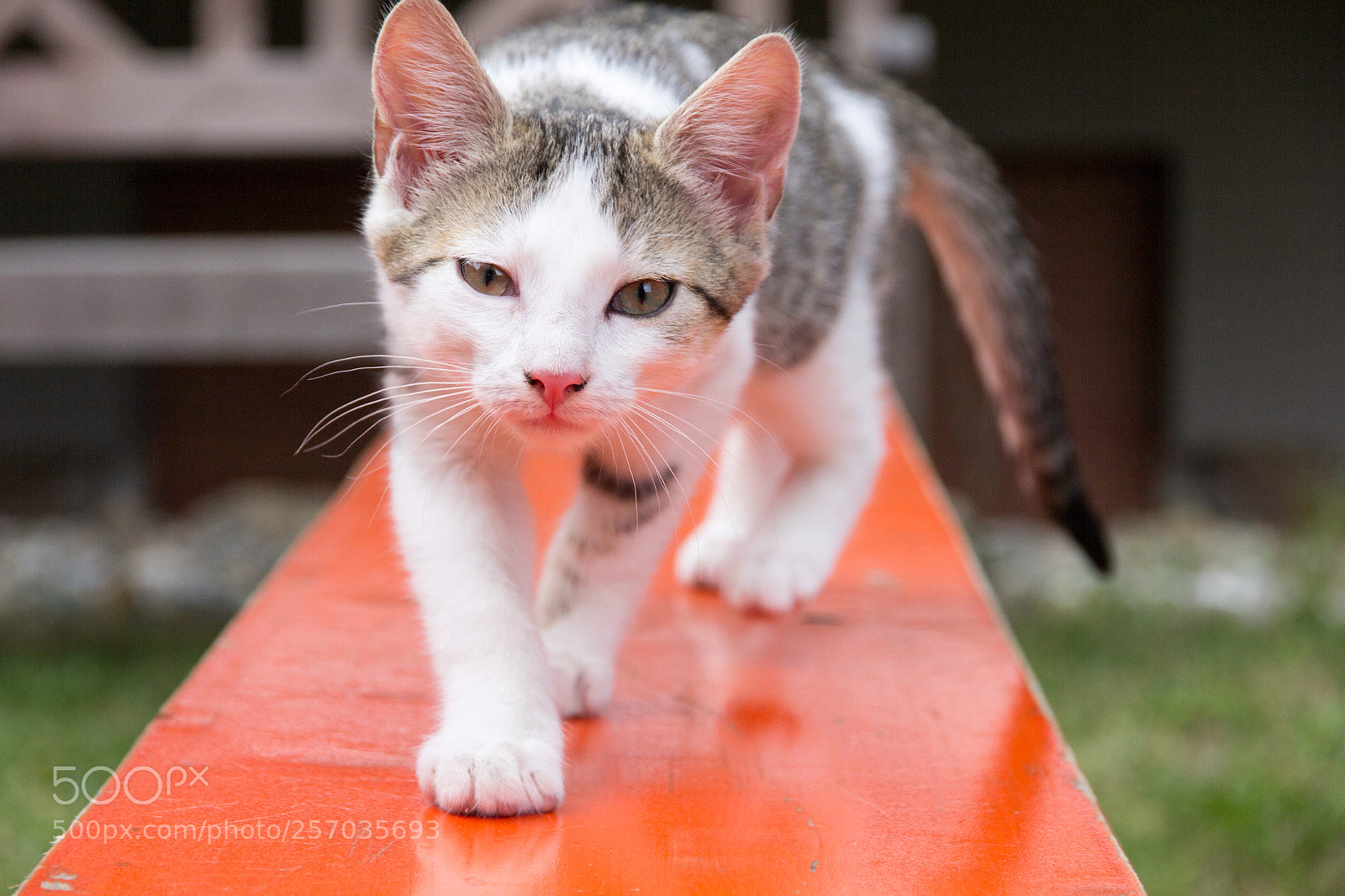 Canon EOS 60D sample photo. Honk photography
