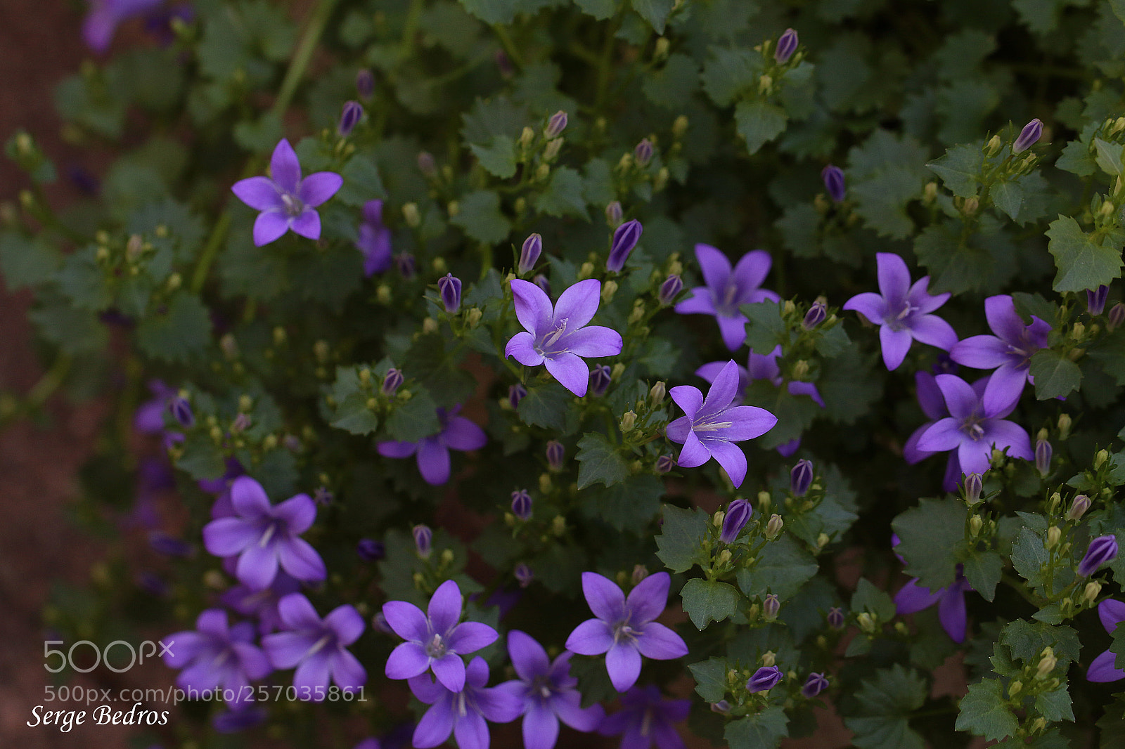 Canon EOS 70D sample photo. Img photography