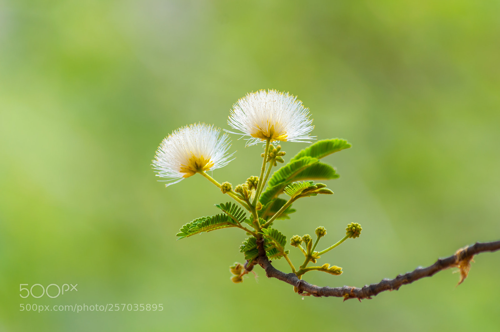Nikon D5000 sample photo. Burmese blooms in india photography