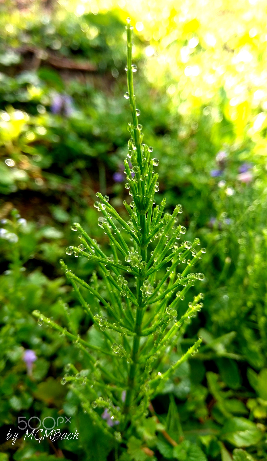 HTC 10 sample photo. After the rain photography