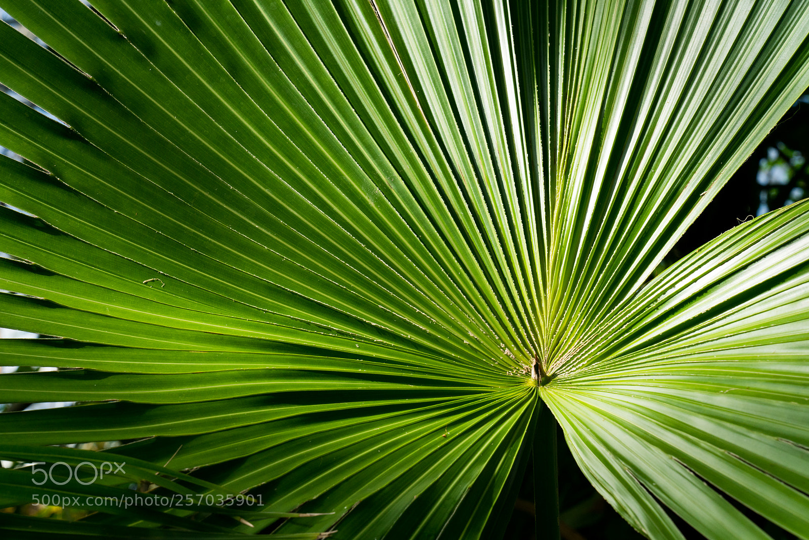 Sony a7R II sample photo. Fern photography