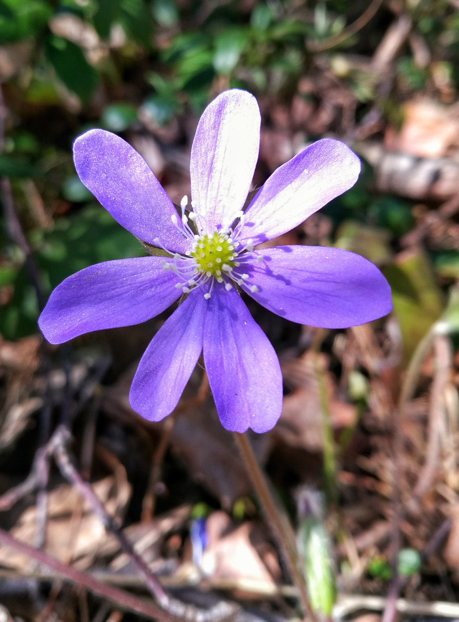 HUAWEI Honor 8 sample photo. :) photography