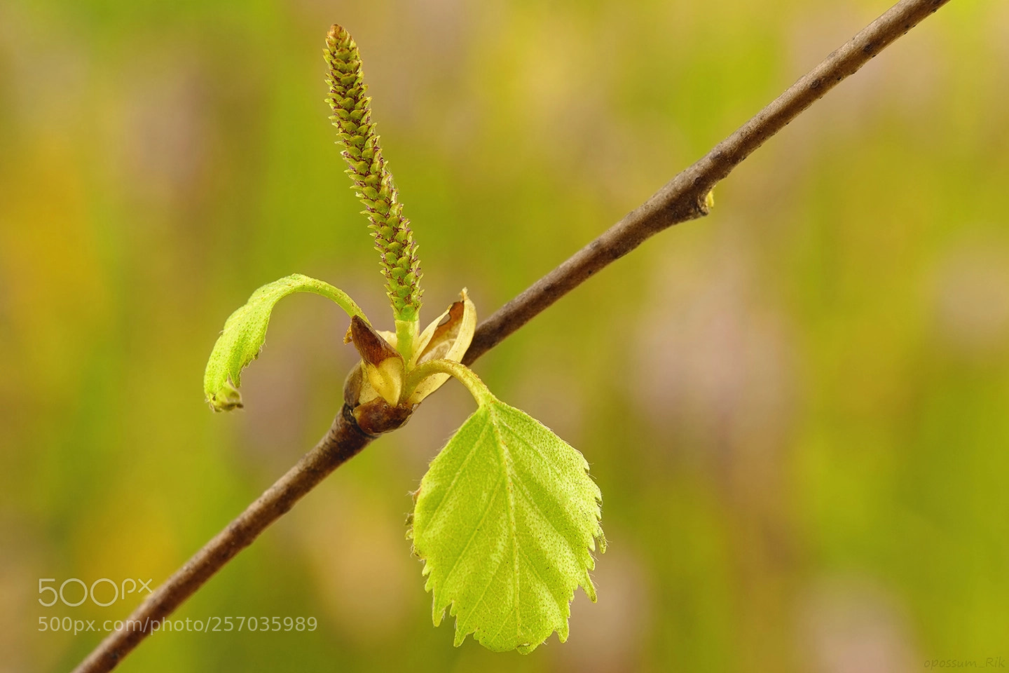 Panasonic Lumix DMC-FZ1000 sample photo. Birch twig photography