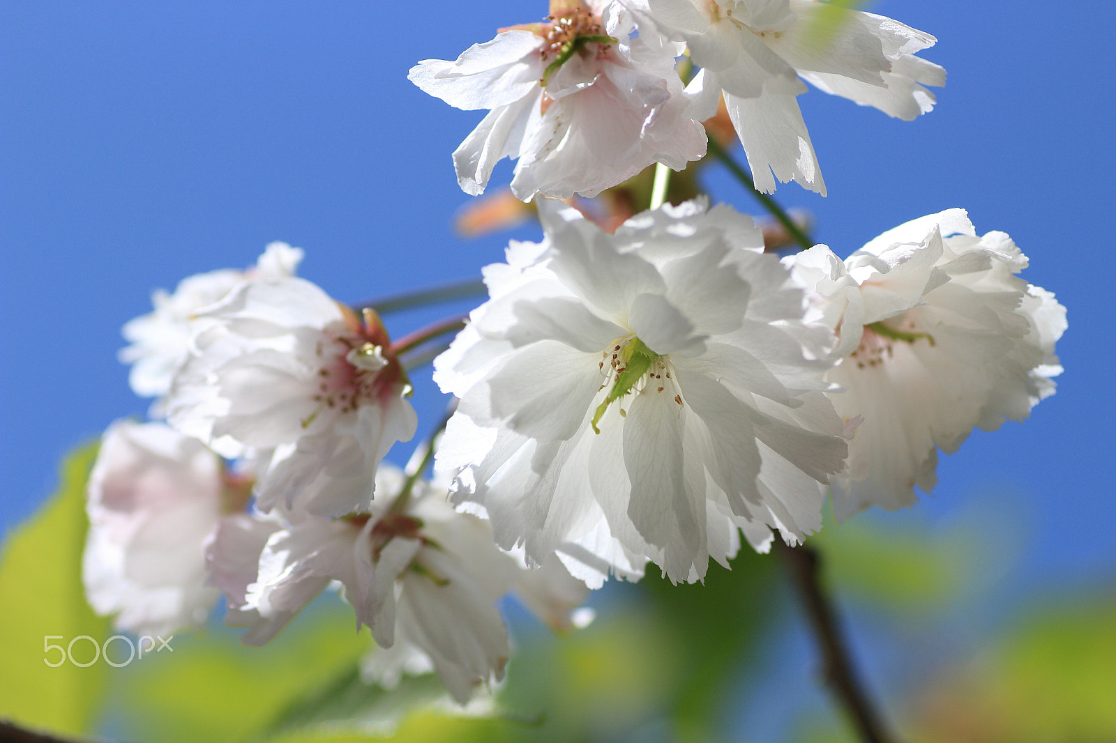 Tamron SP AF 90mm F2.8 Di Macro sample photo. White cherry blossoms photography
