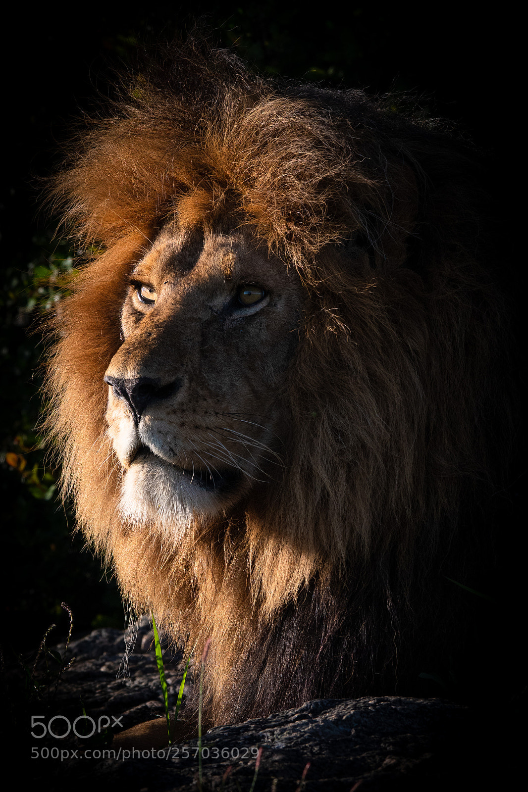 Nikon D500 sample photo. The king photography