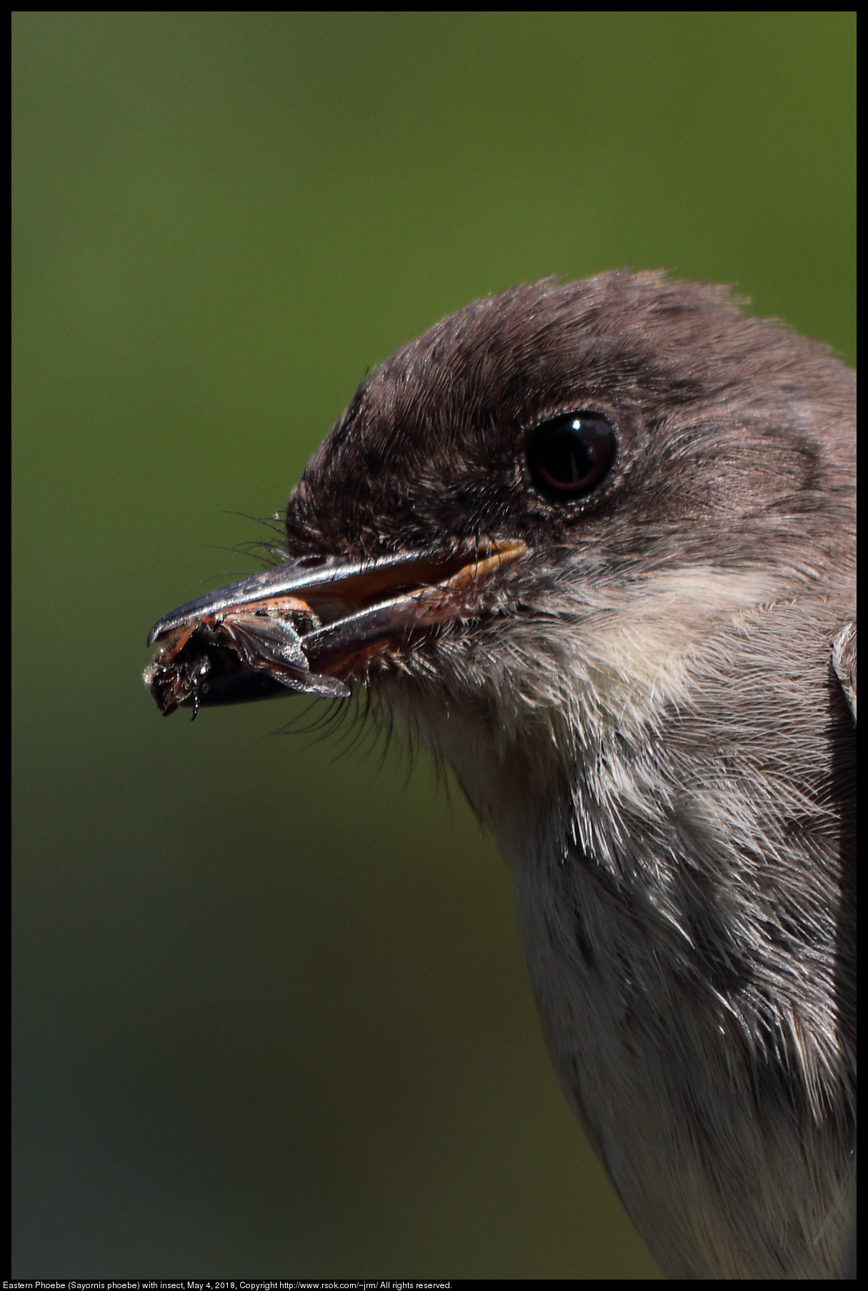 Canon EF 70-300 F4-5.6 IS II USM sample photo. Phoebe with insect photography