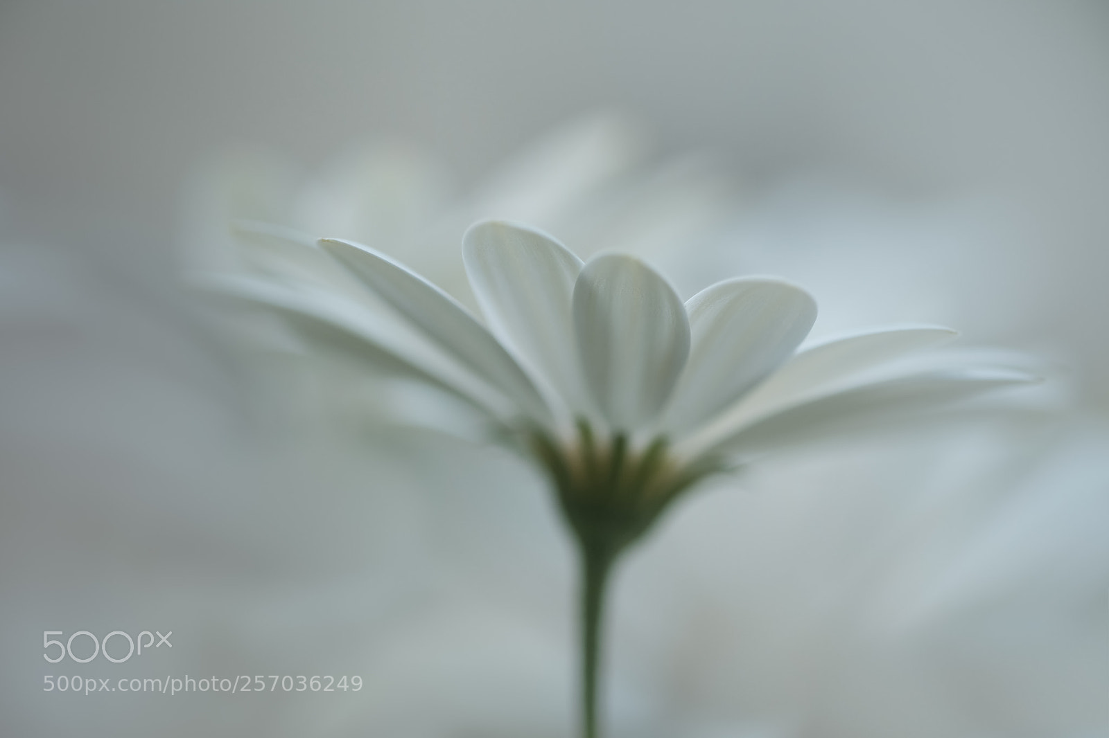 Fujifilm X-Pro2 sample photo. Immanence photography