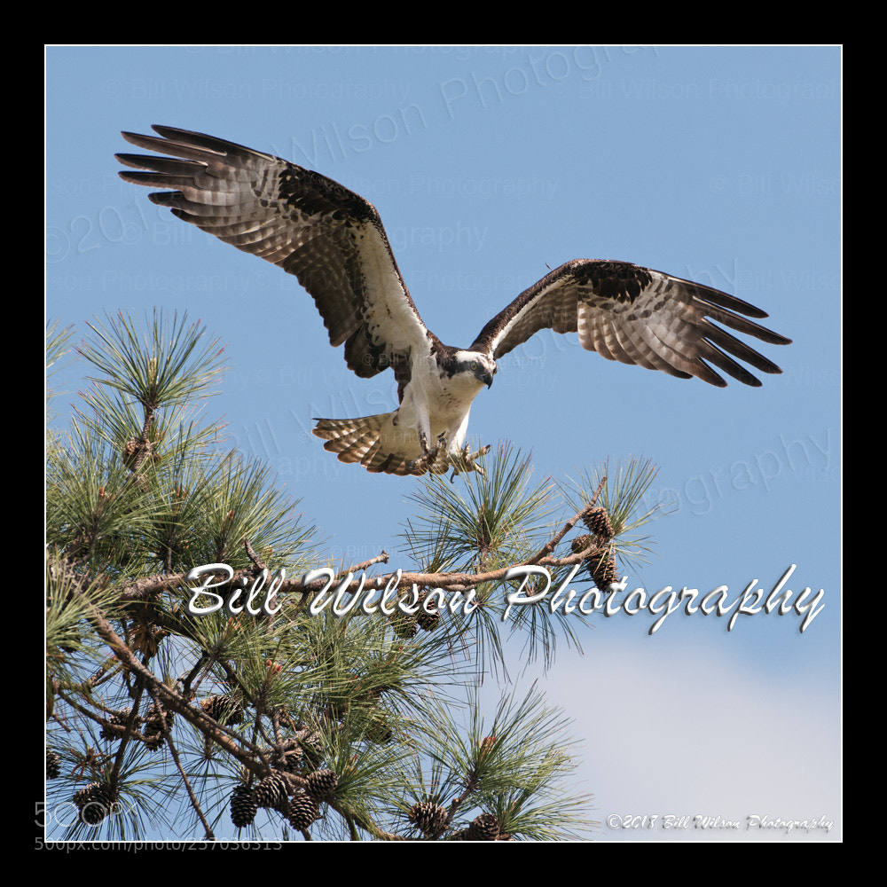 Nikon D500 sample photo. Osprey landing photography