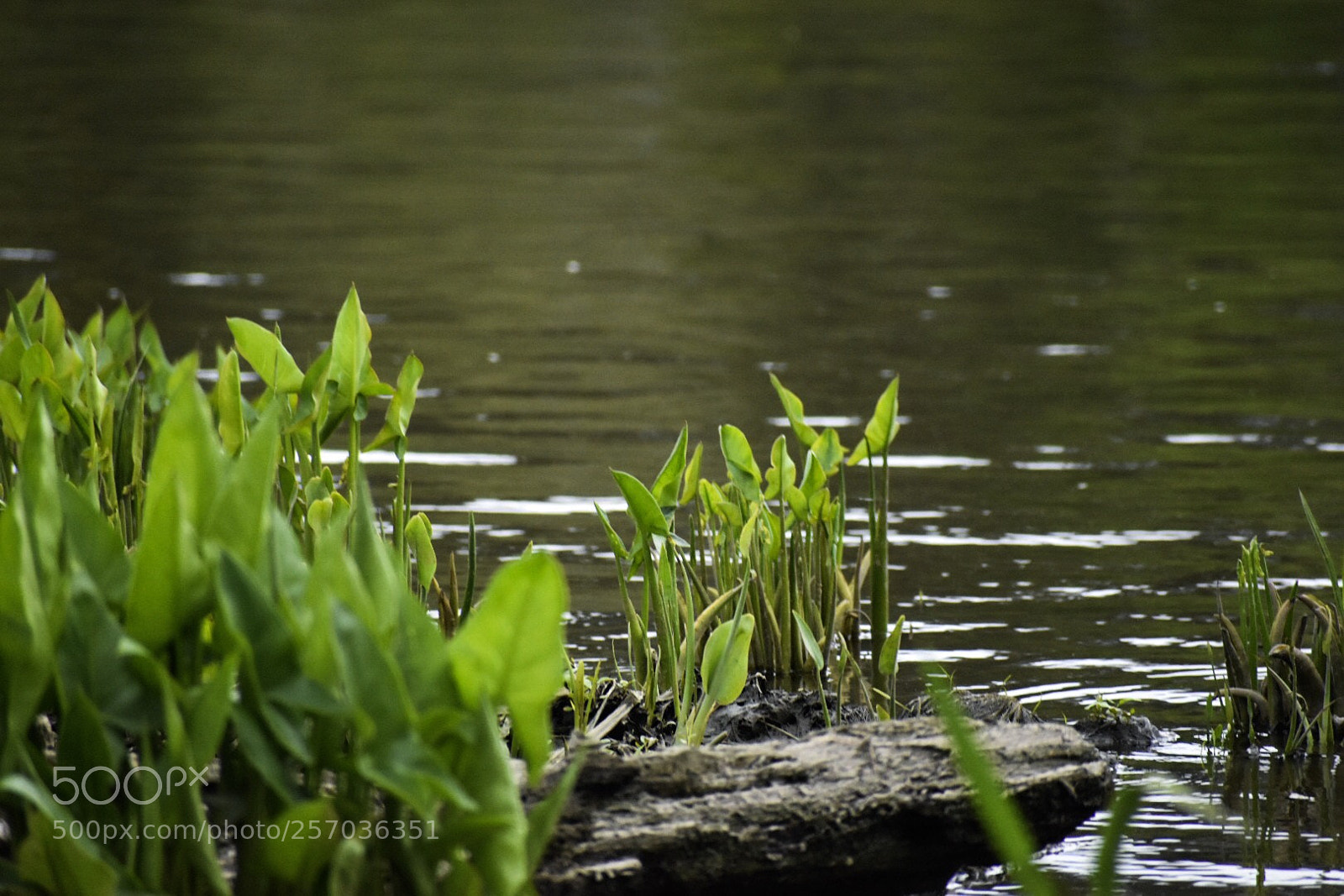 Nikon D3400 sample photo. Riverside photography