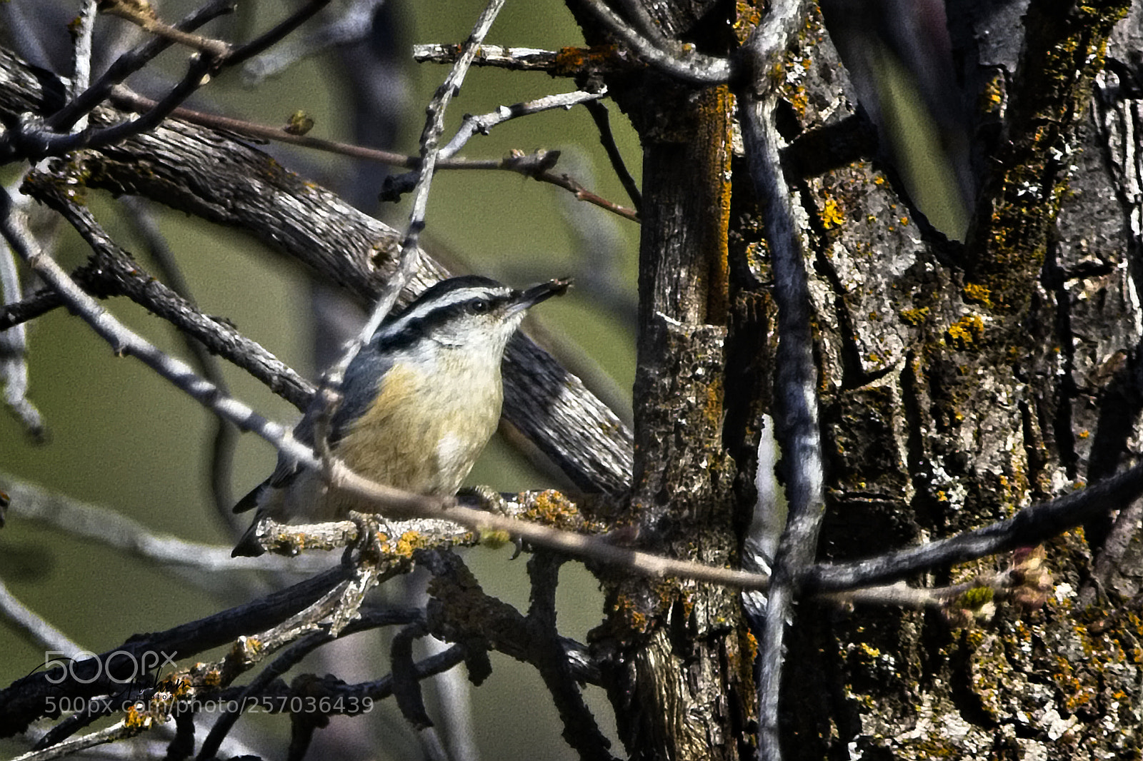 Canon EOS 80D sample photo. Red-breasted nuthatch photography