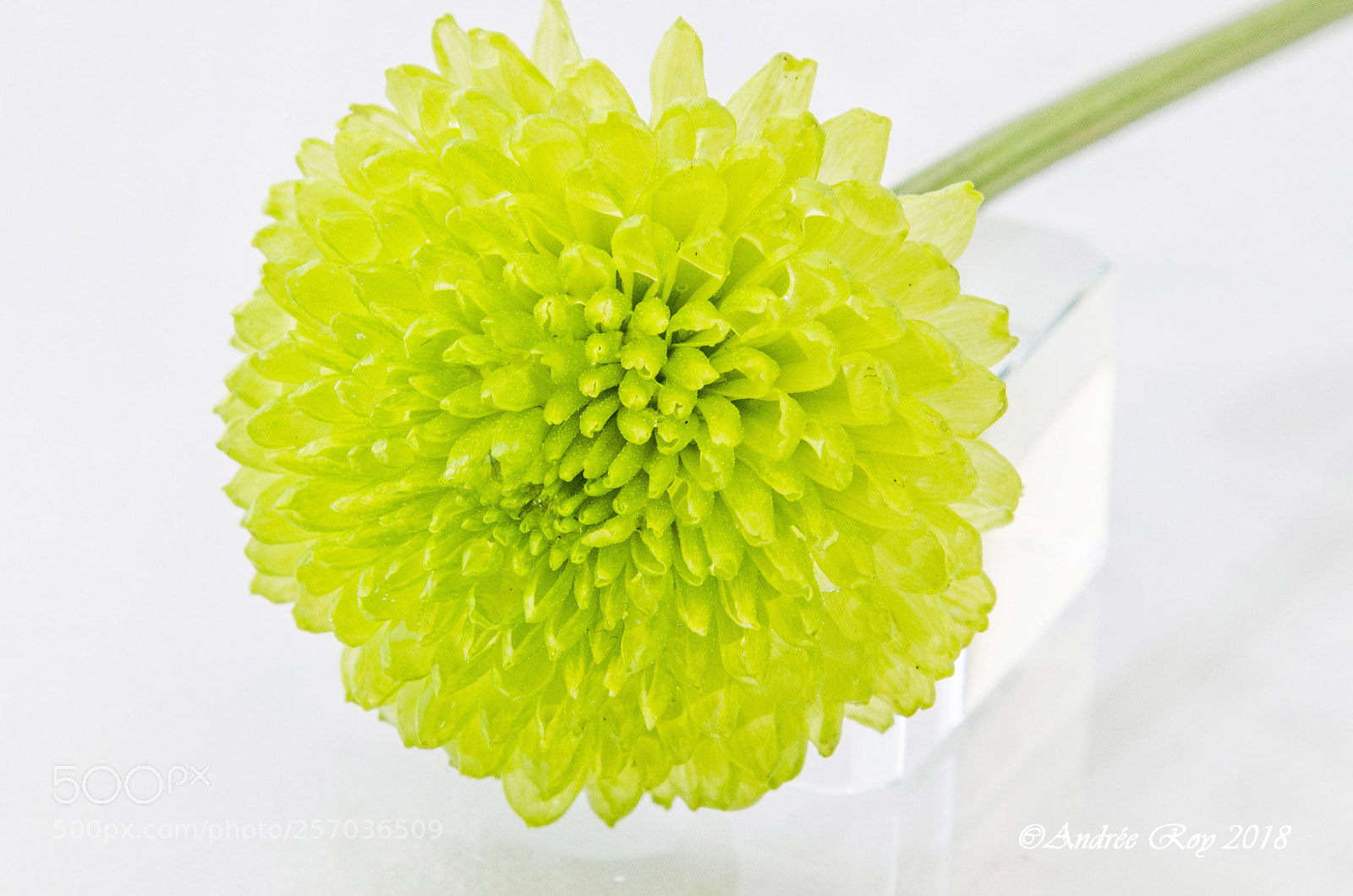 Nikon D5100 sample photo. Petit soleil illuminant ma photography