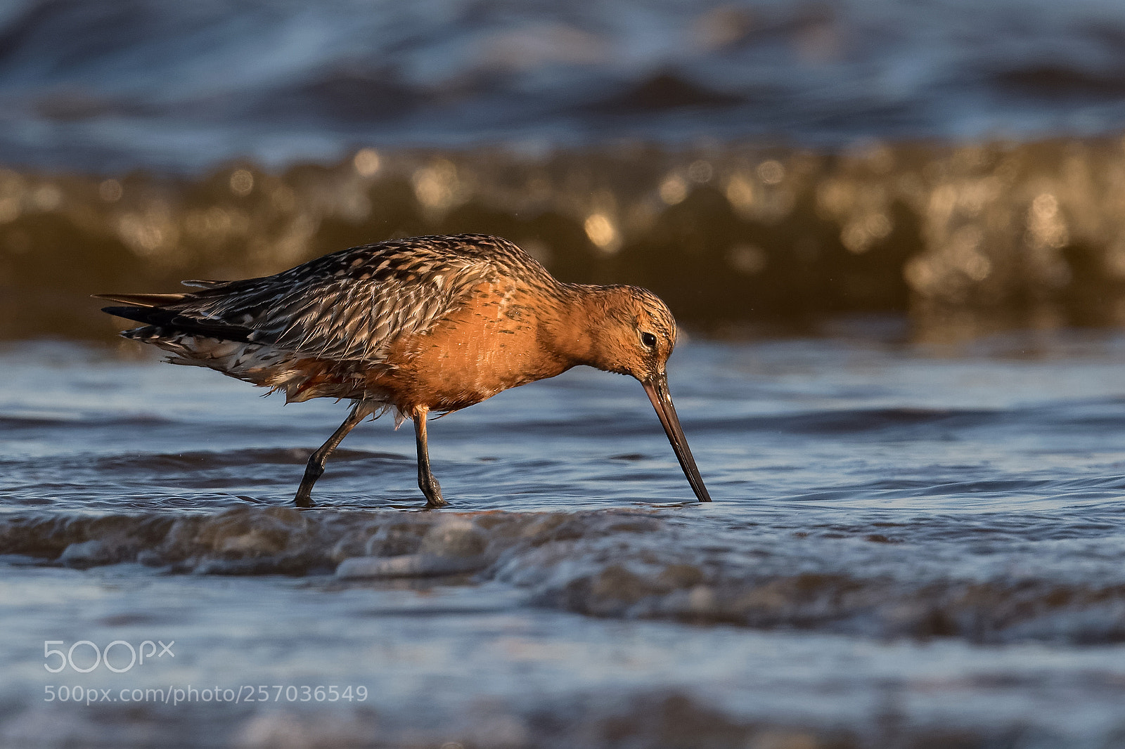 Nikon D500 sample photo. Bar-tailed godwit photography